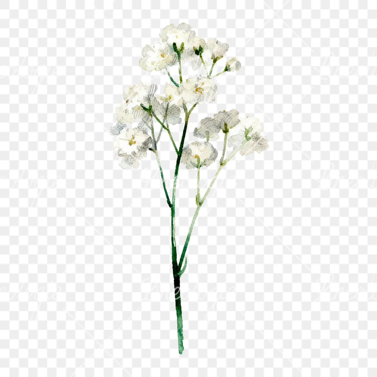 Watercolor babys breath flower sprig clipart 1 of 6 on a transparent background (PNG)