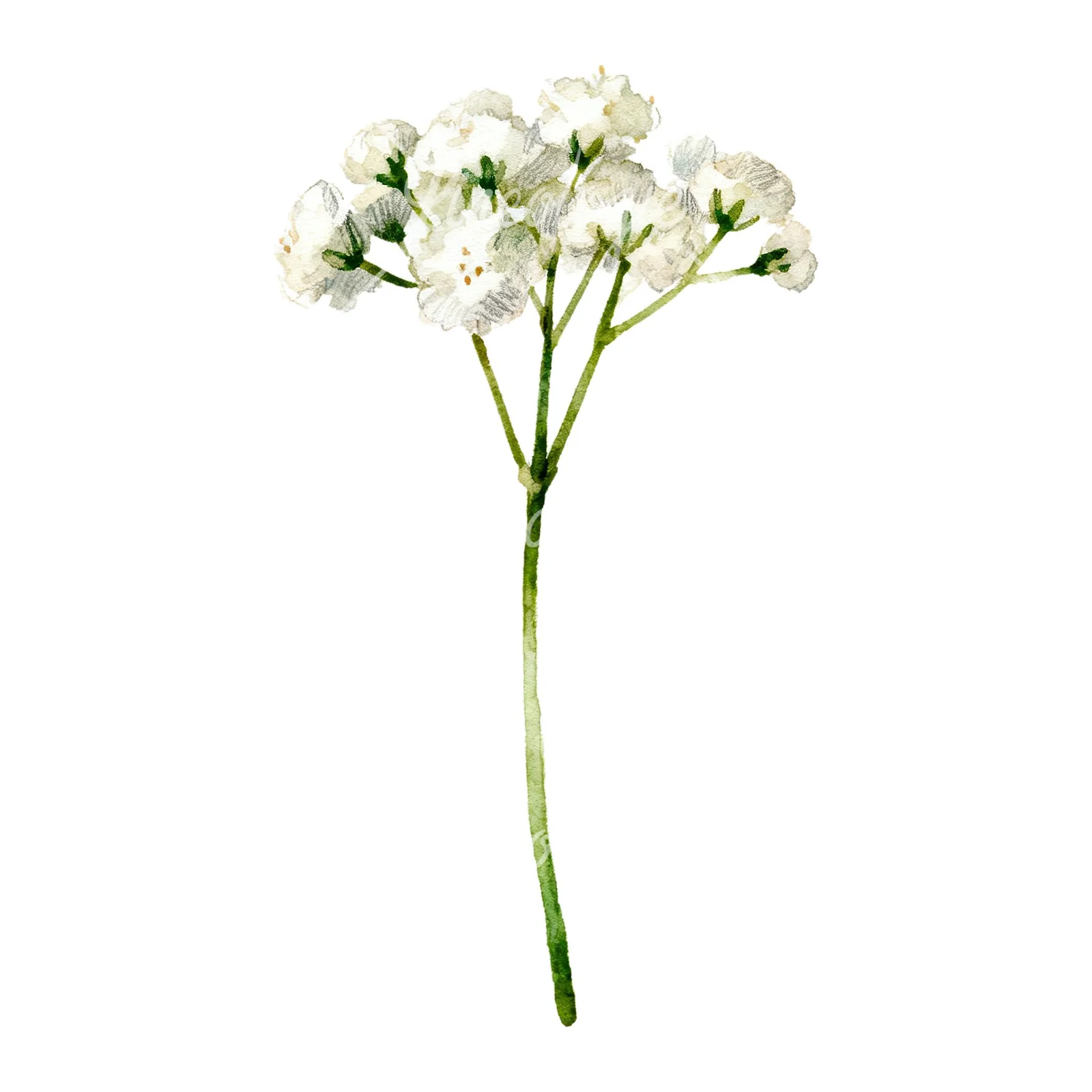 Watercolor babys breath flower sprig clipart 2 of 6 on a white background (JPG)