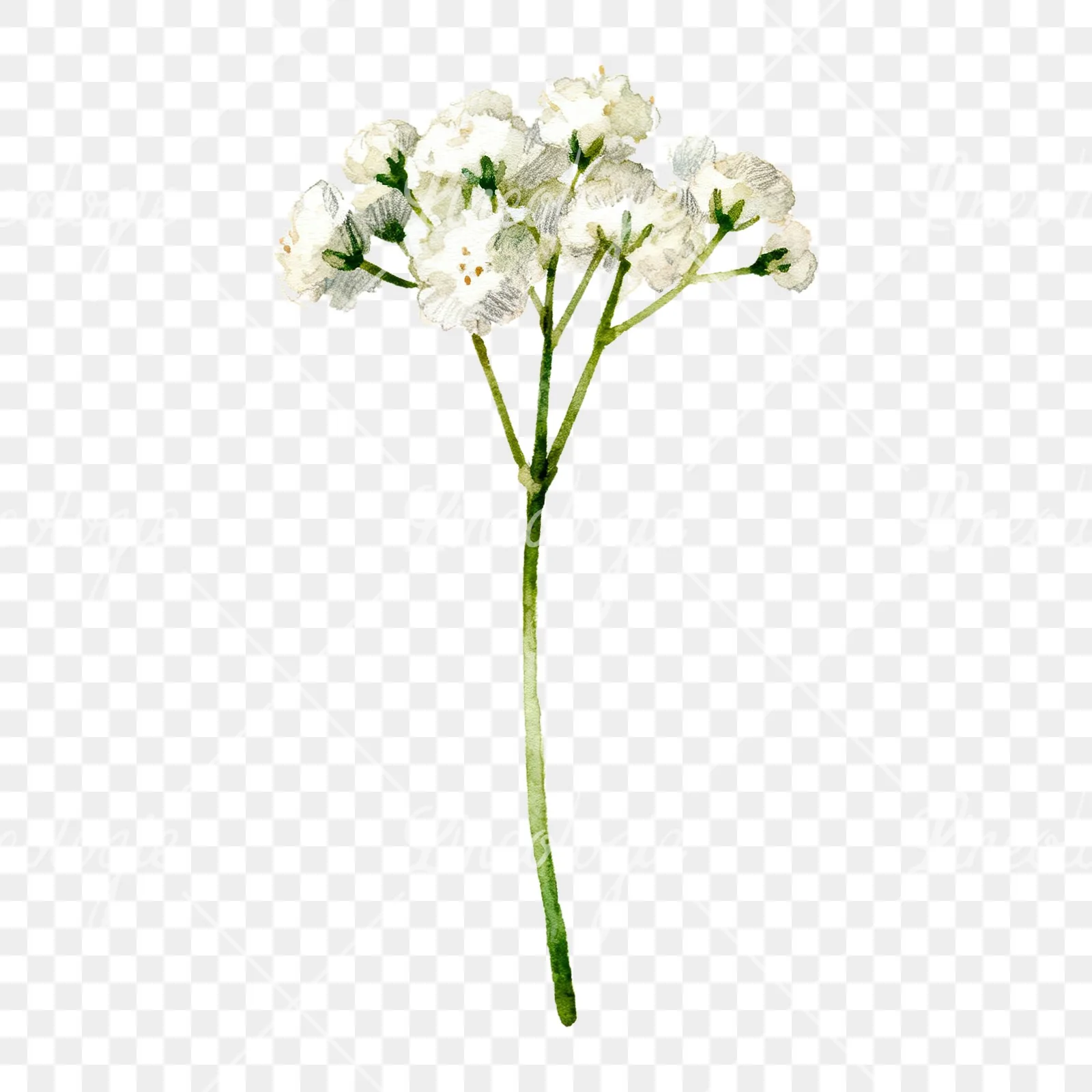 Watercolor babys breath flower sprig clipart 2 of 6 on a transparent background (PNG)