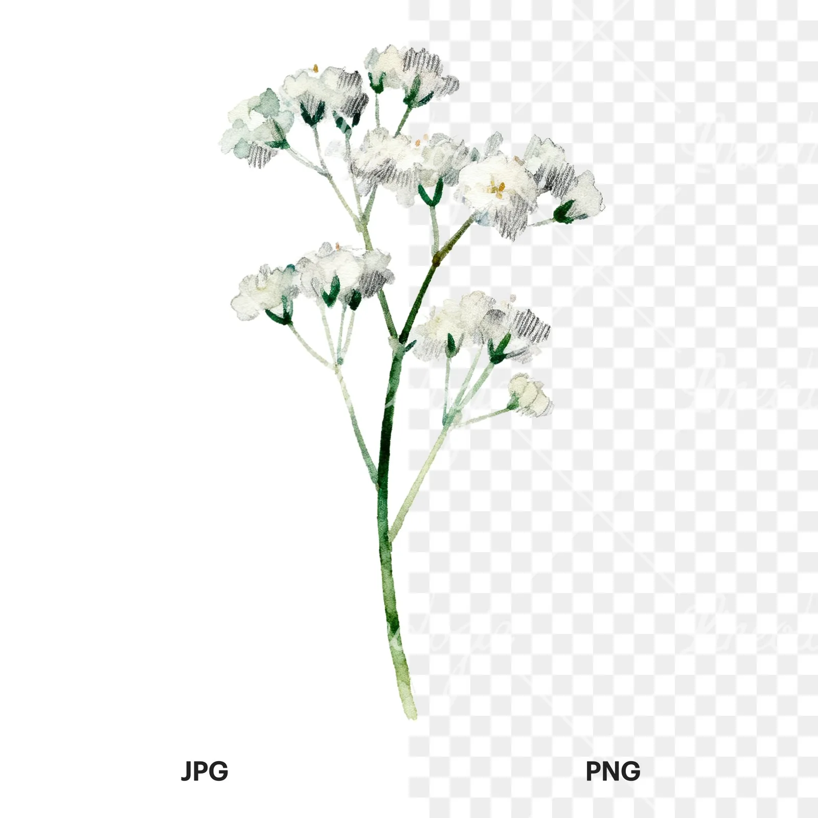 Watercolor babys breath flower sprig clipart 3 of 6, as a JPG on white and a transparent PNG