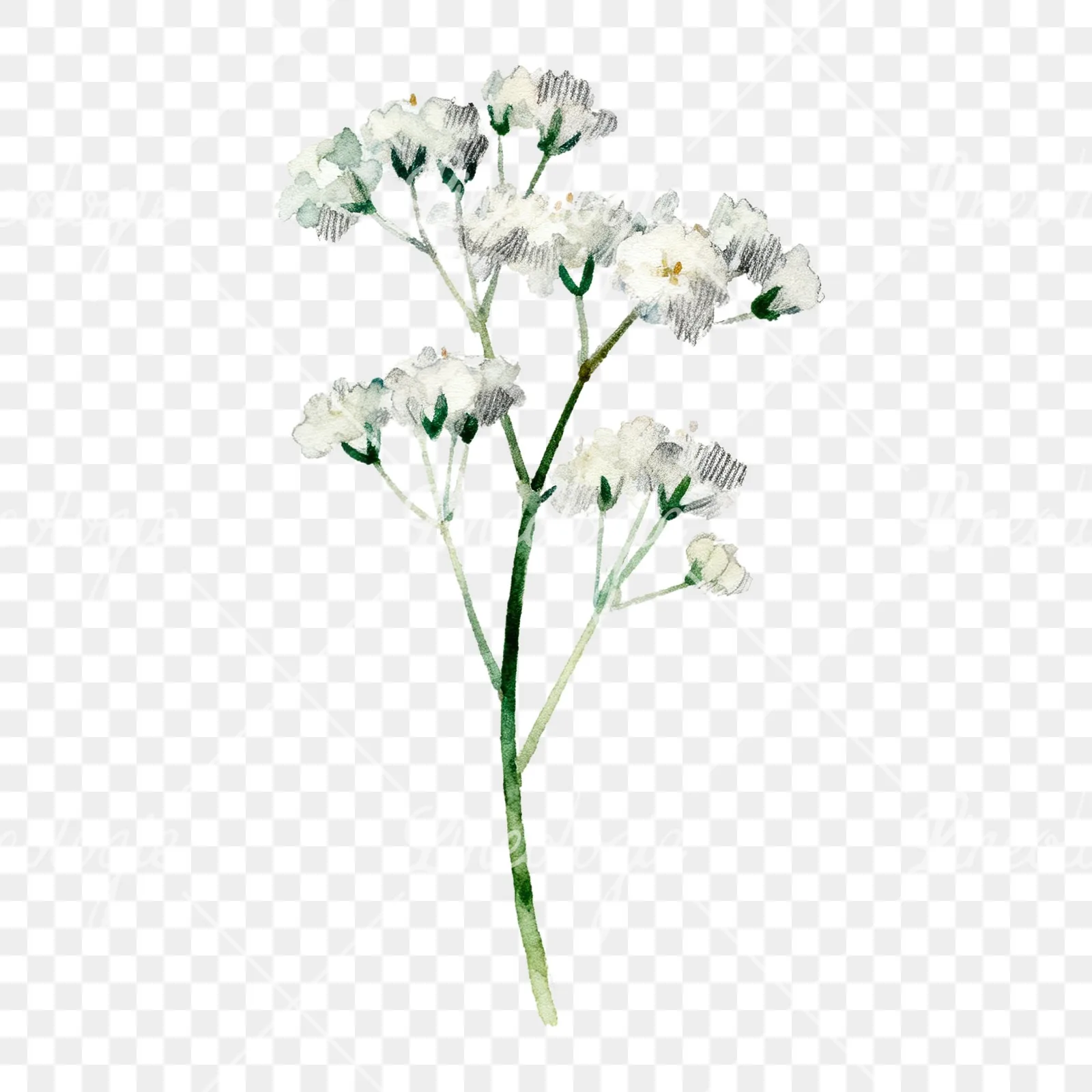 Watercolor babys breath flower sprig clipart 3 of 6 on a transparent background (PNG)