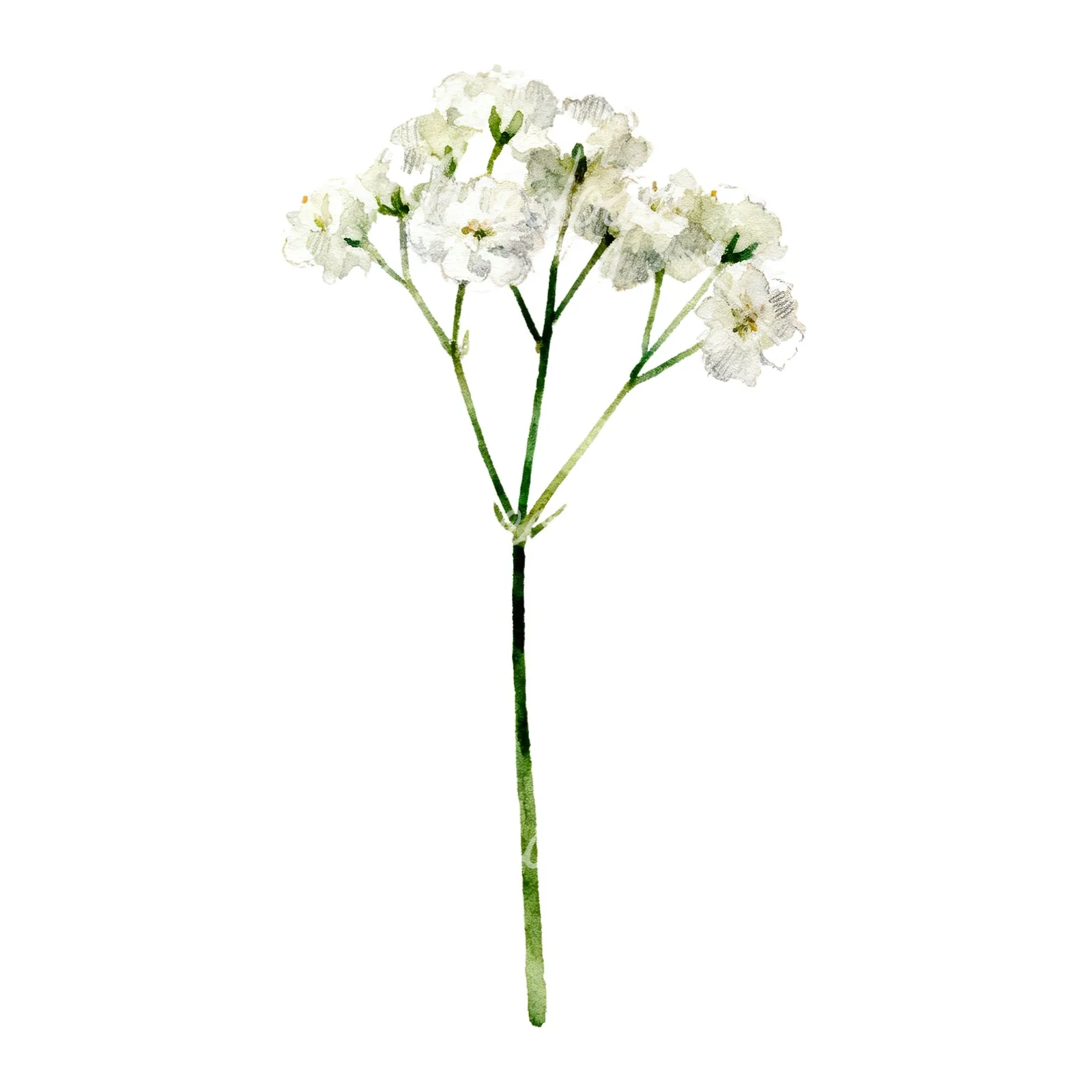 Watercolor babys breath flower sprig clipart 4 of 6 on a white background (JPG)