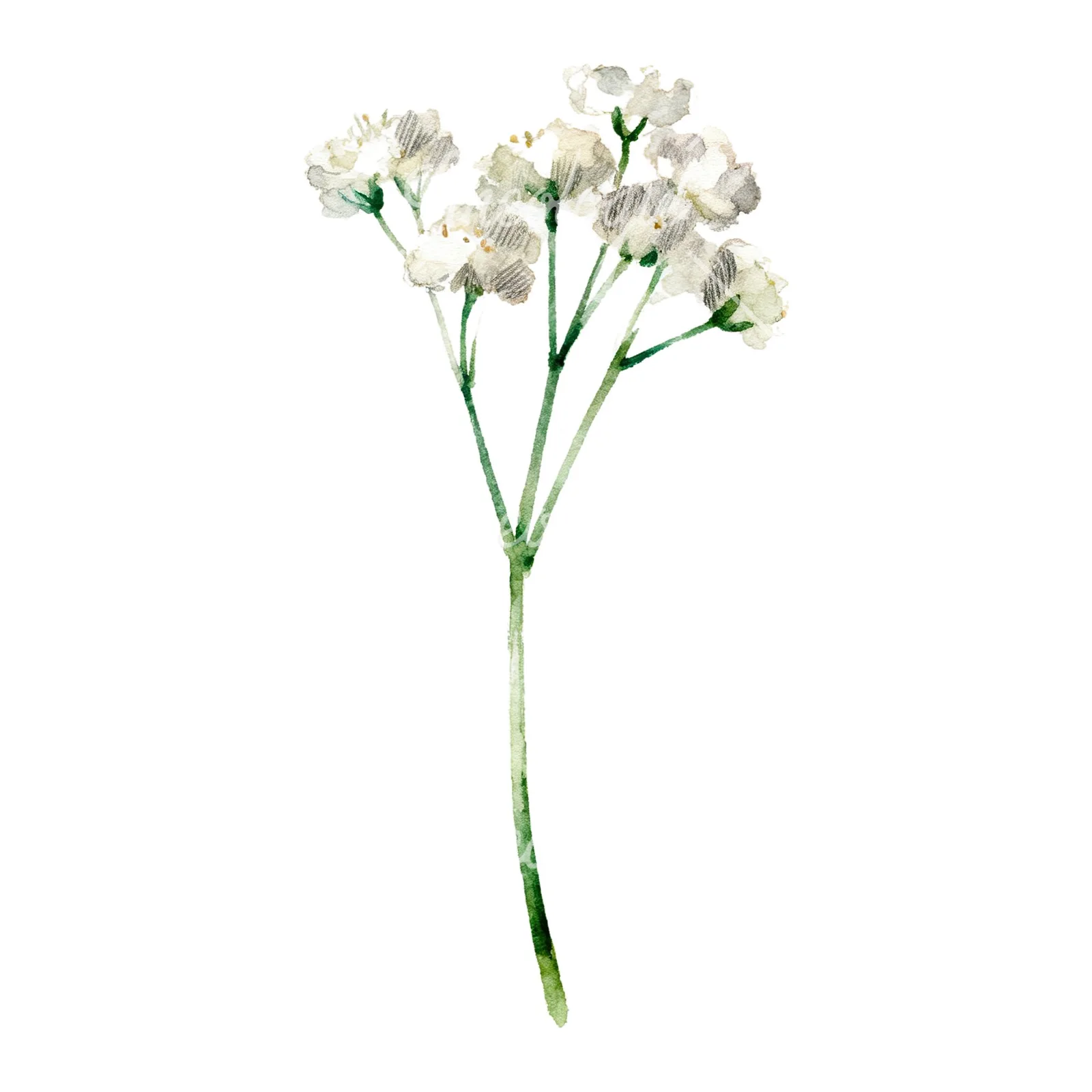 Watercolor babys breath flower sprig clipart 5 of 6 on a white background (JPG)