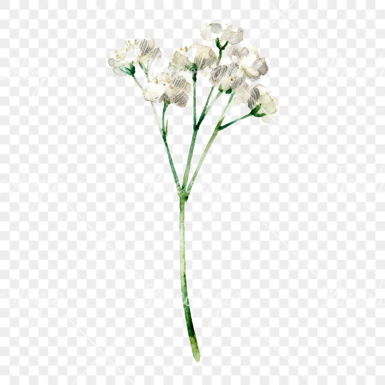 Watercolor babys breath flower sprig clipart 5 of 6 on a transparent background (PNG)