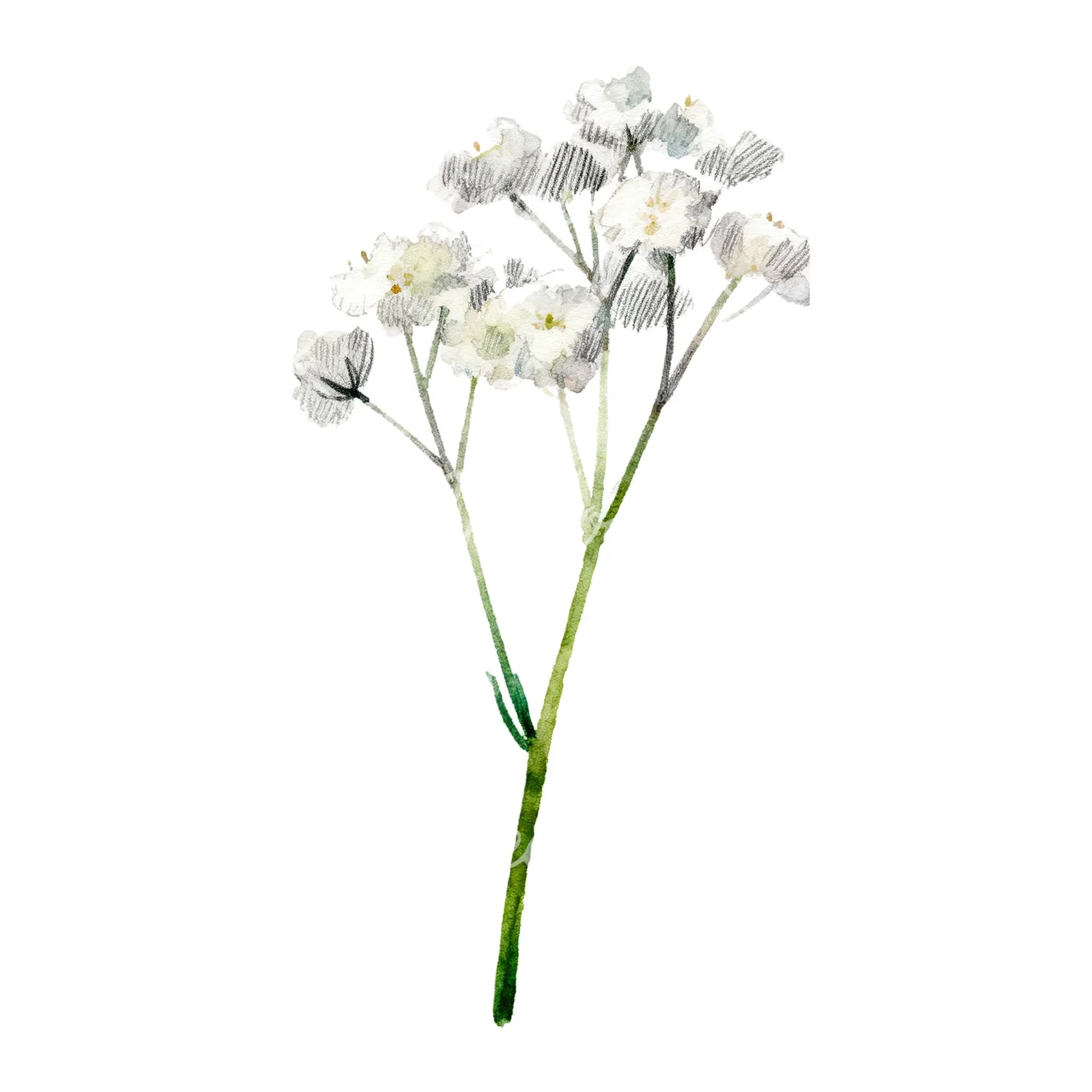 Watercolor babys breath flower sprig clipart 6 of 6 on a white background (JPG)