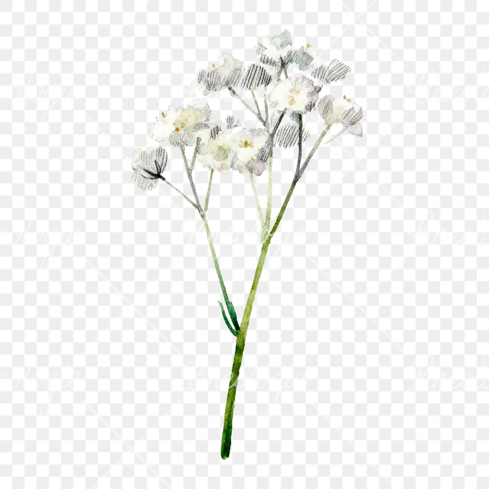 Watercolor babys breath flower sprig clipart 6 of 6 on a transparent background (PNG)