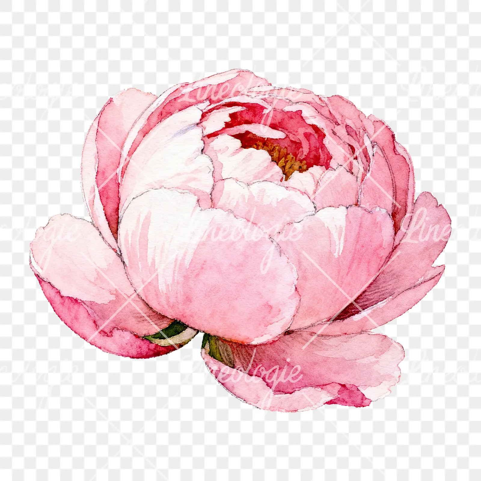 Watercolor bright pastel peony clipart 1 of 6 on a transparent background (PNG)