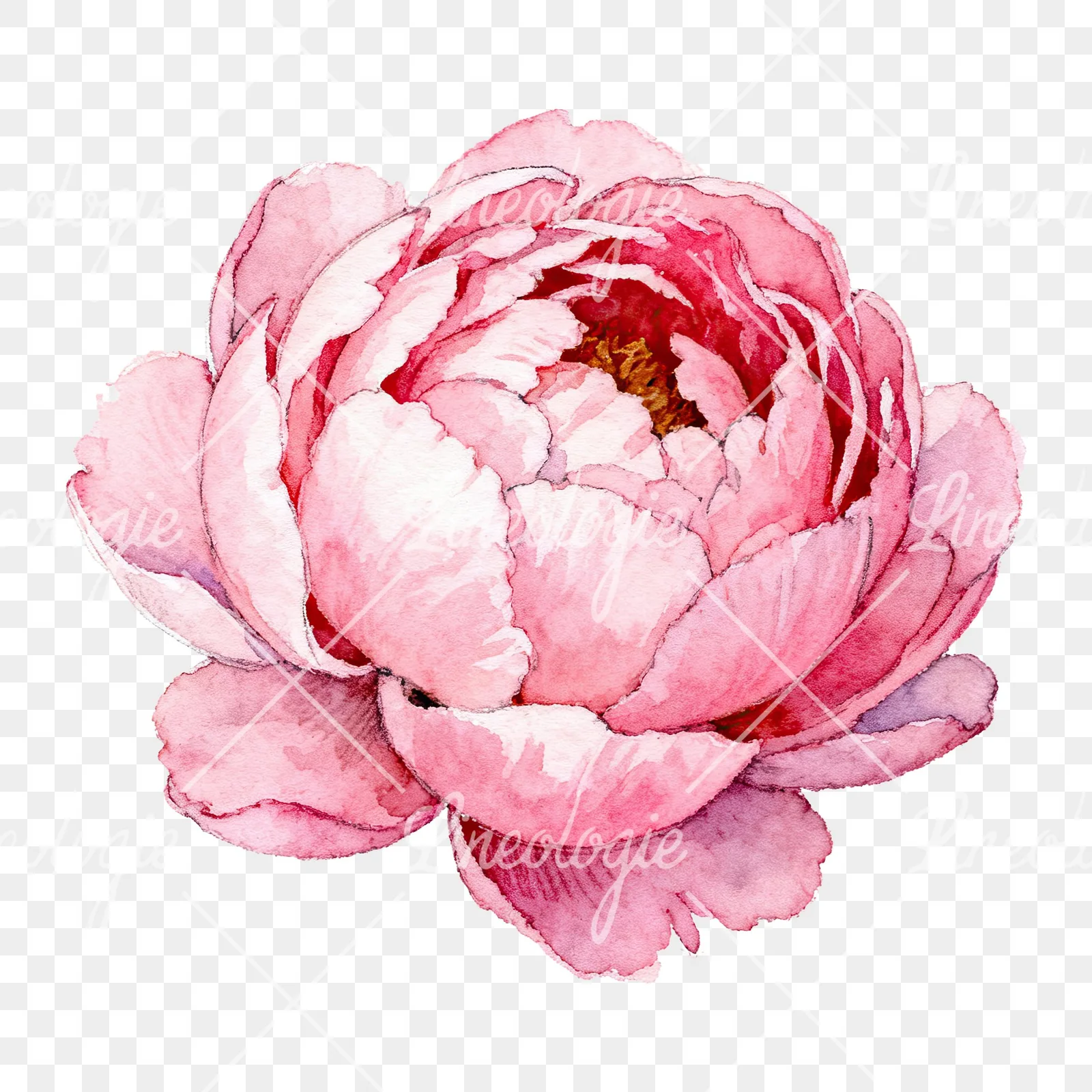 Watercolor bright pastel peony clipart 3 of 6 on a transparent background (PNG)