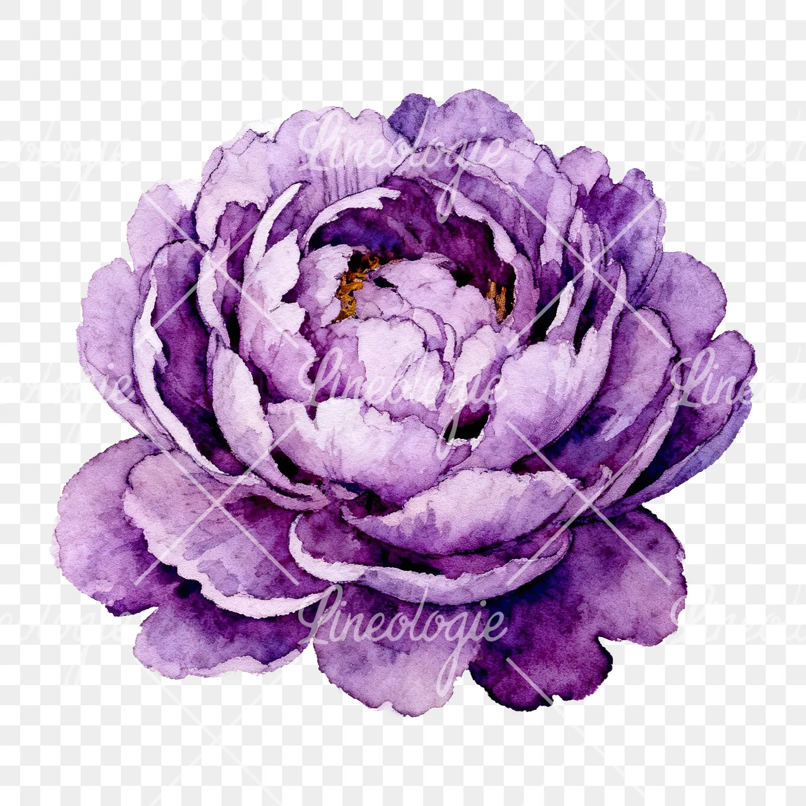 Watercolor bright pastel peony clipart 6 of 6 on a transparent background (PNG)