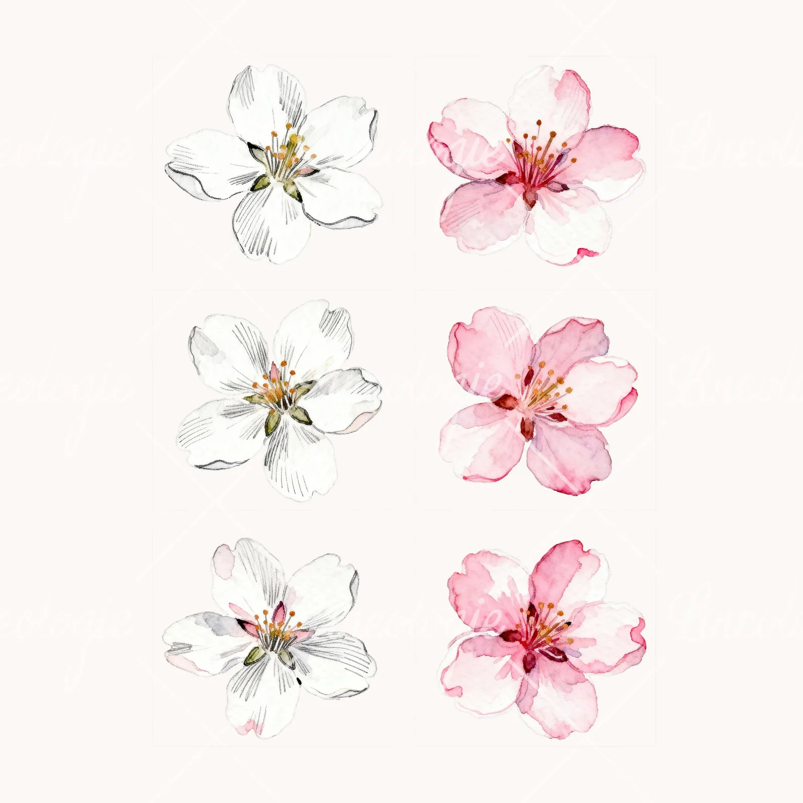 Watercolor White Pink Cherry Blossom Clipart, all 6 illustrations in the pack