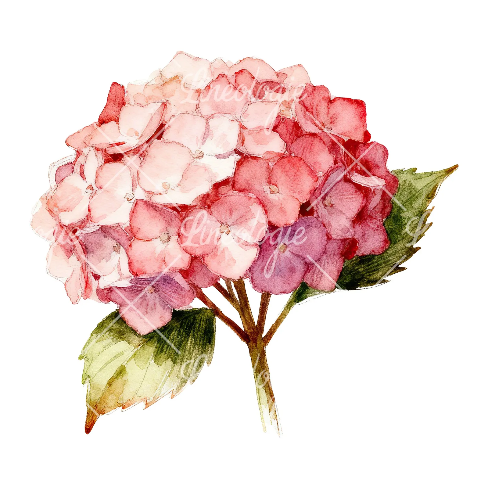 Watercolor hydrangea with leaves clipart 1 of 6 on a white background (JPG)