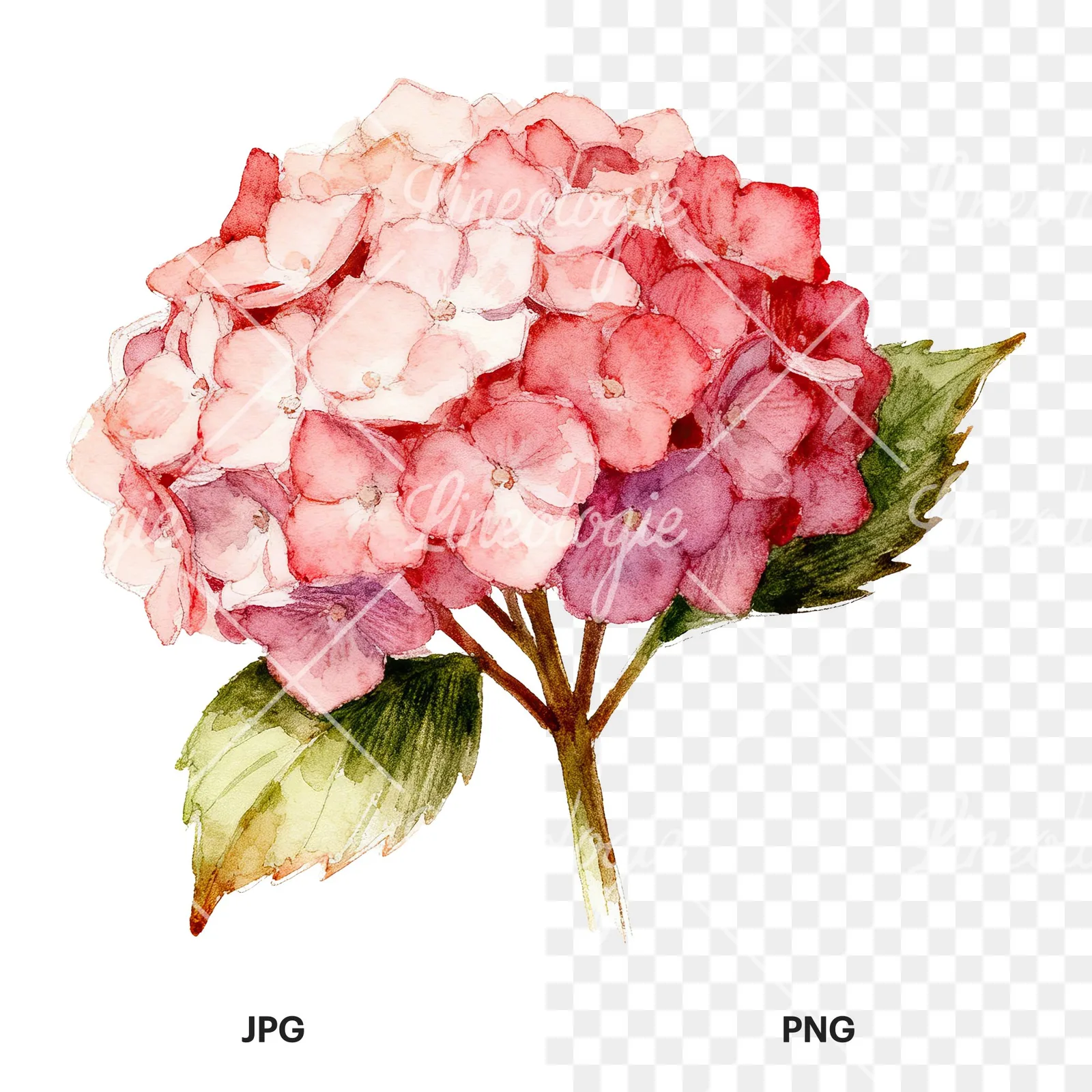 Watercolor hydrangea with leaves clipart 1 of 6, as a JPG on white and a transparent PNG