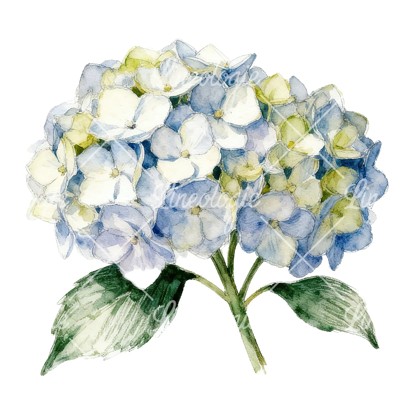 Watercolor hydrangea with leaves clipart 2 of 6 on a white background (JPG)