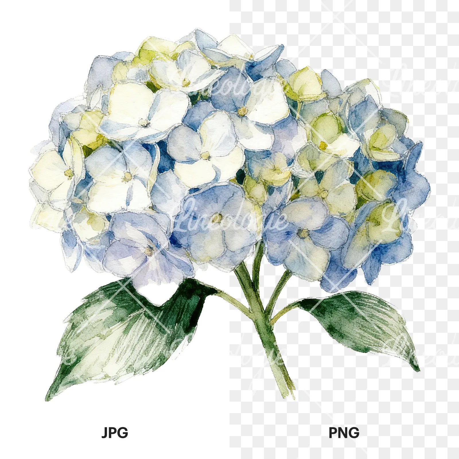 Watercolor hydrangea with leaves clipart 2 of 6, as a JPG on white and a transparent PNG