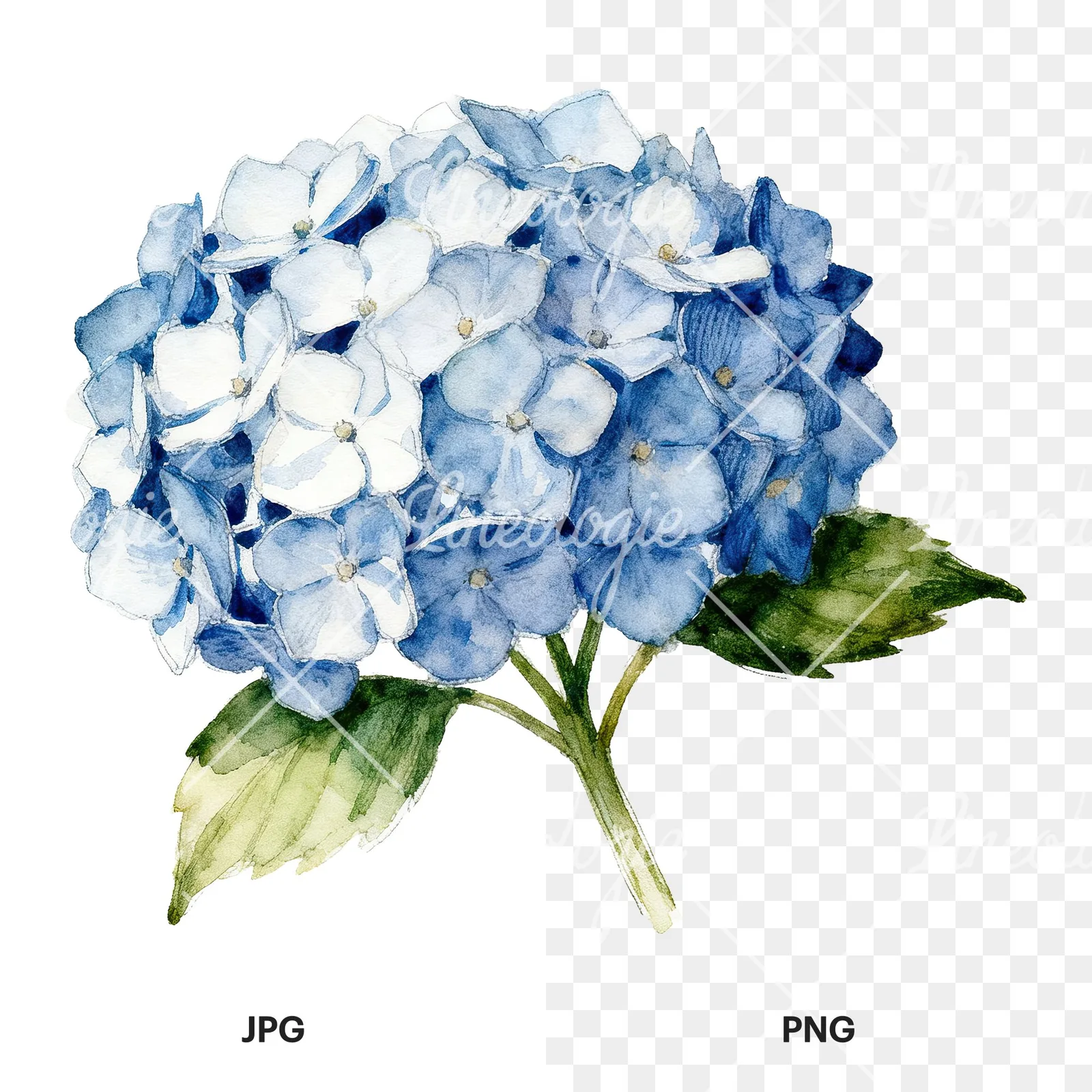 Watercolor hydrangea with leaves clipart 3 of 6, as a JPG on white and a transparent PNG