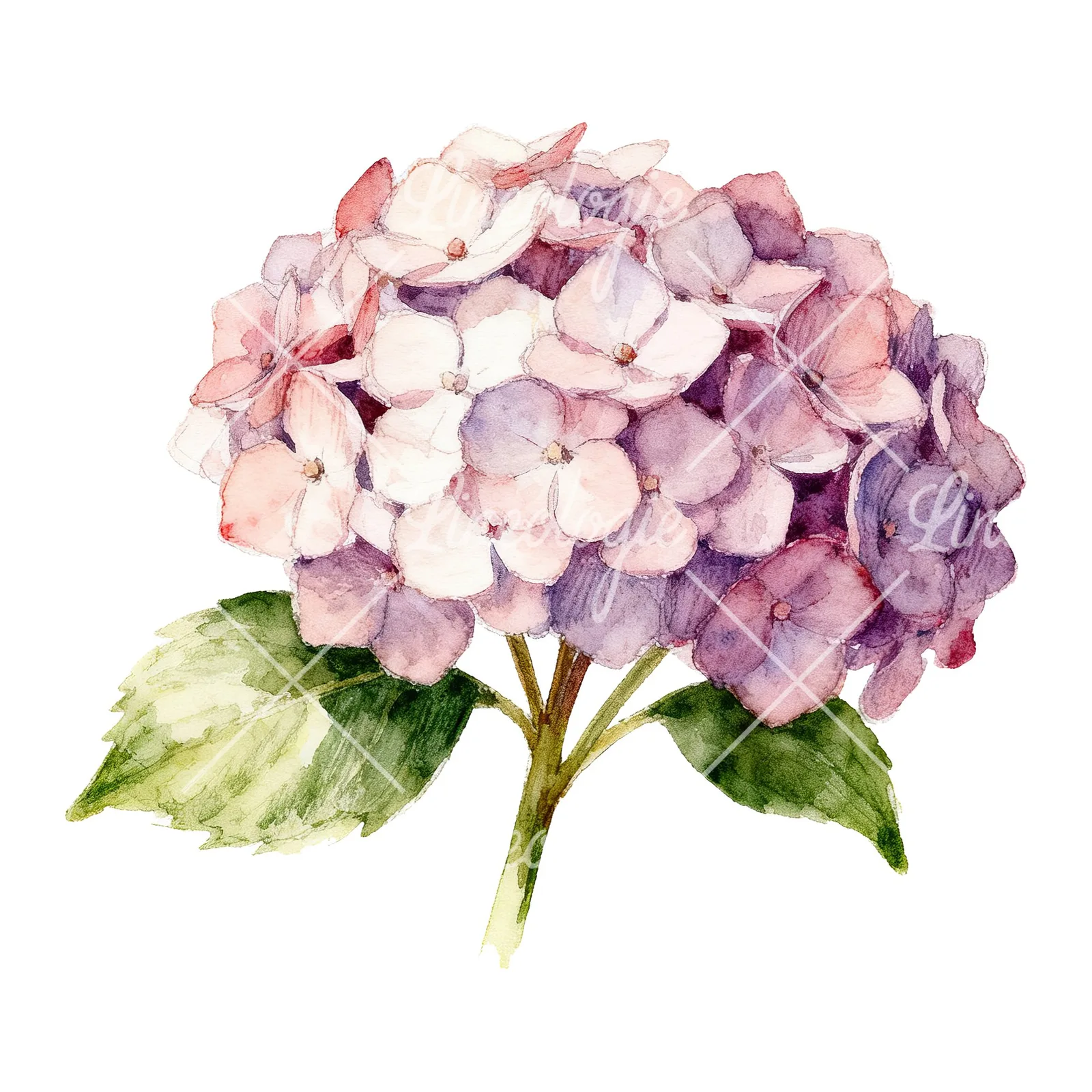 Watercolor hydrangea with leaves clipart 4 of 6 on a white background (JPG)