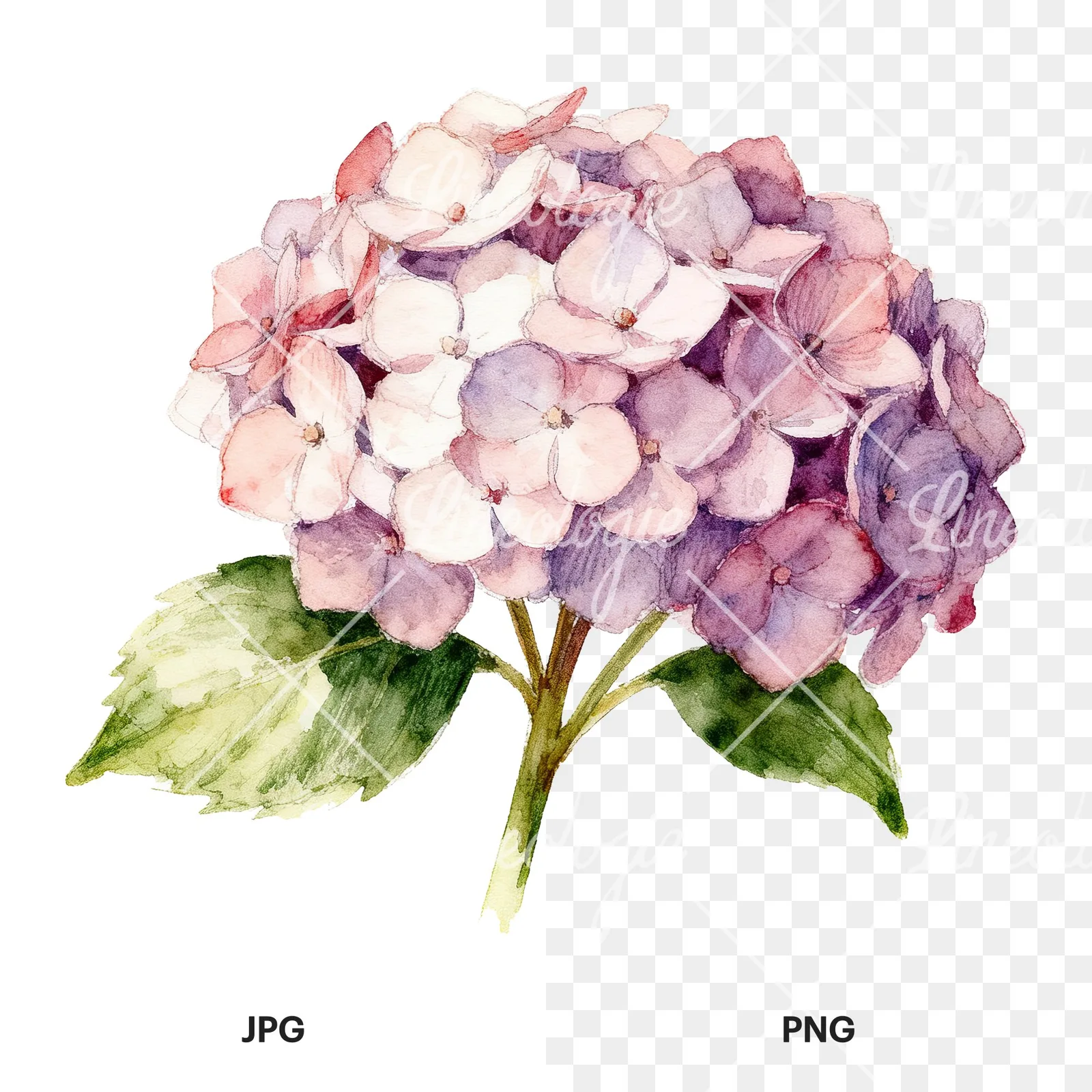 Watercolor hydrangea with leaves clipart 4 of 6, as a JPG on white and a transparent PNG