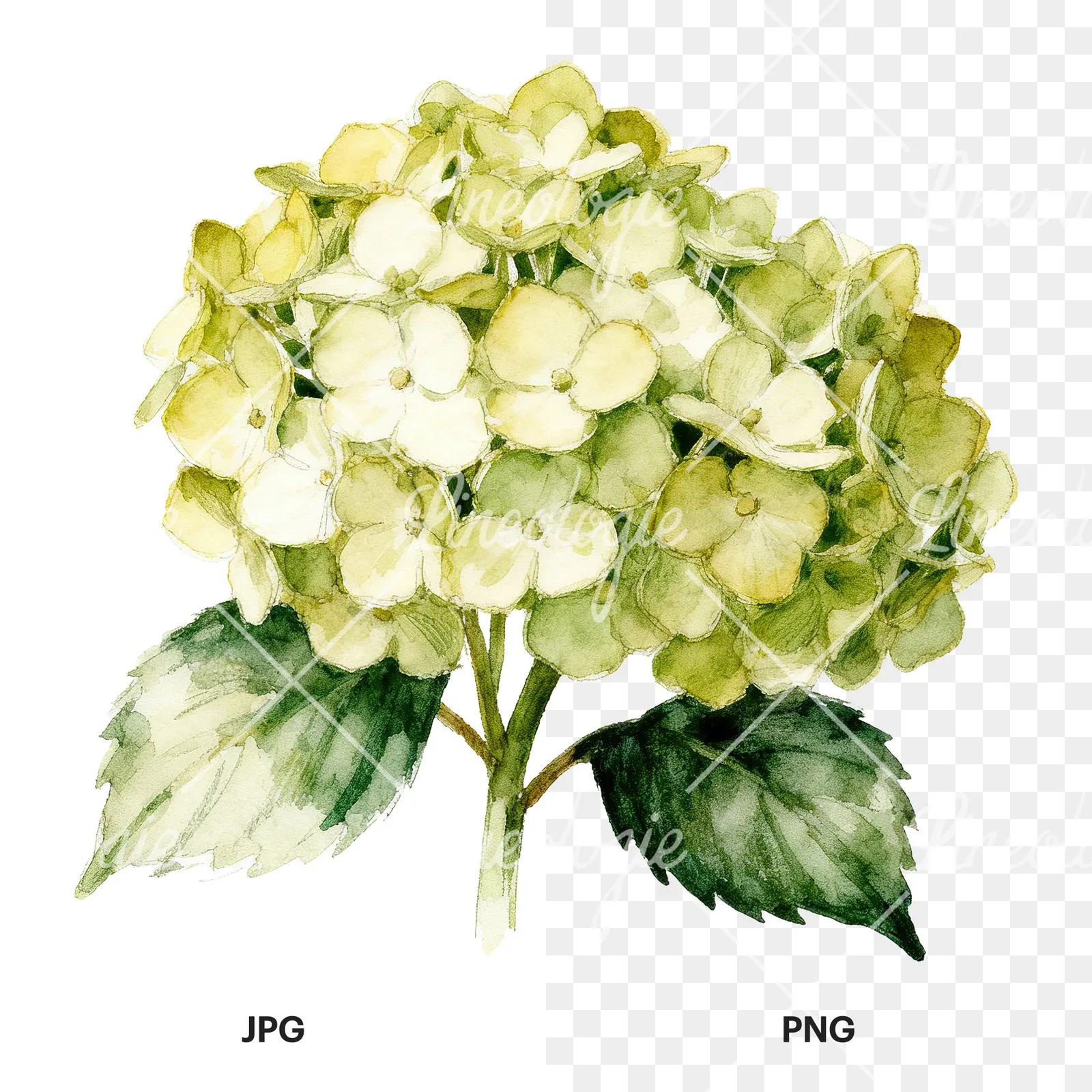 Watercolor hydrangea with leaves clipart 5 of 6, as a JPG on white and a transparent PNG