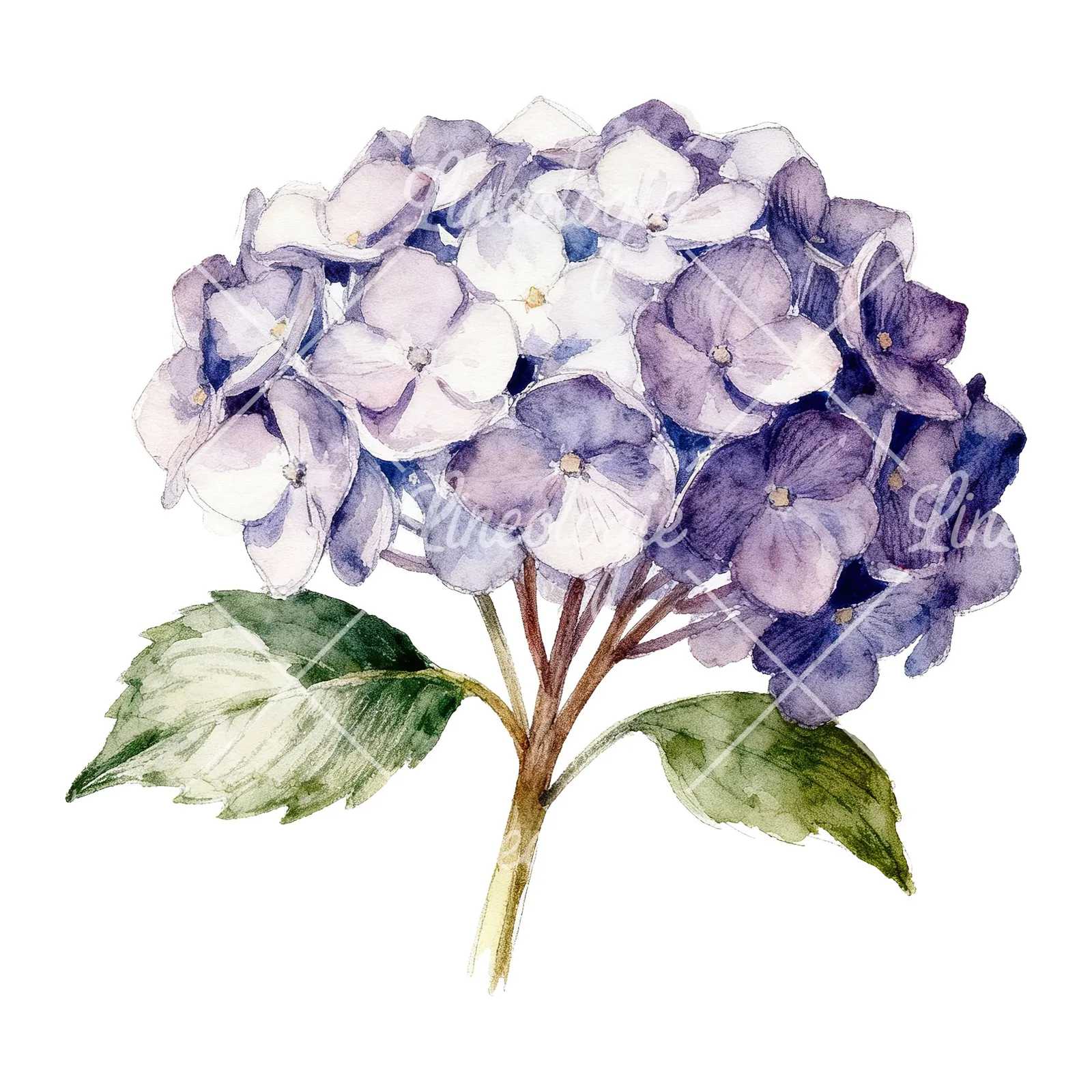 Watercolor hydrangea with leaves clipart 6 of 6 on a white background (JPG)