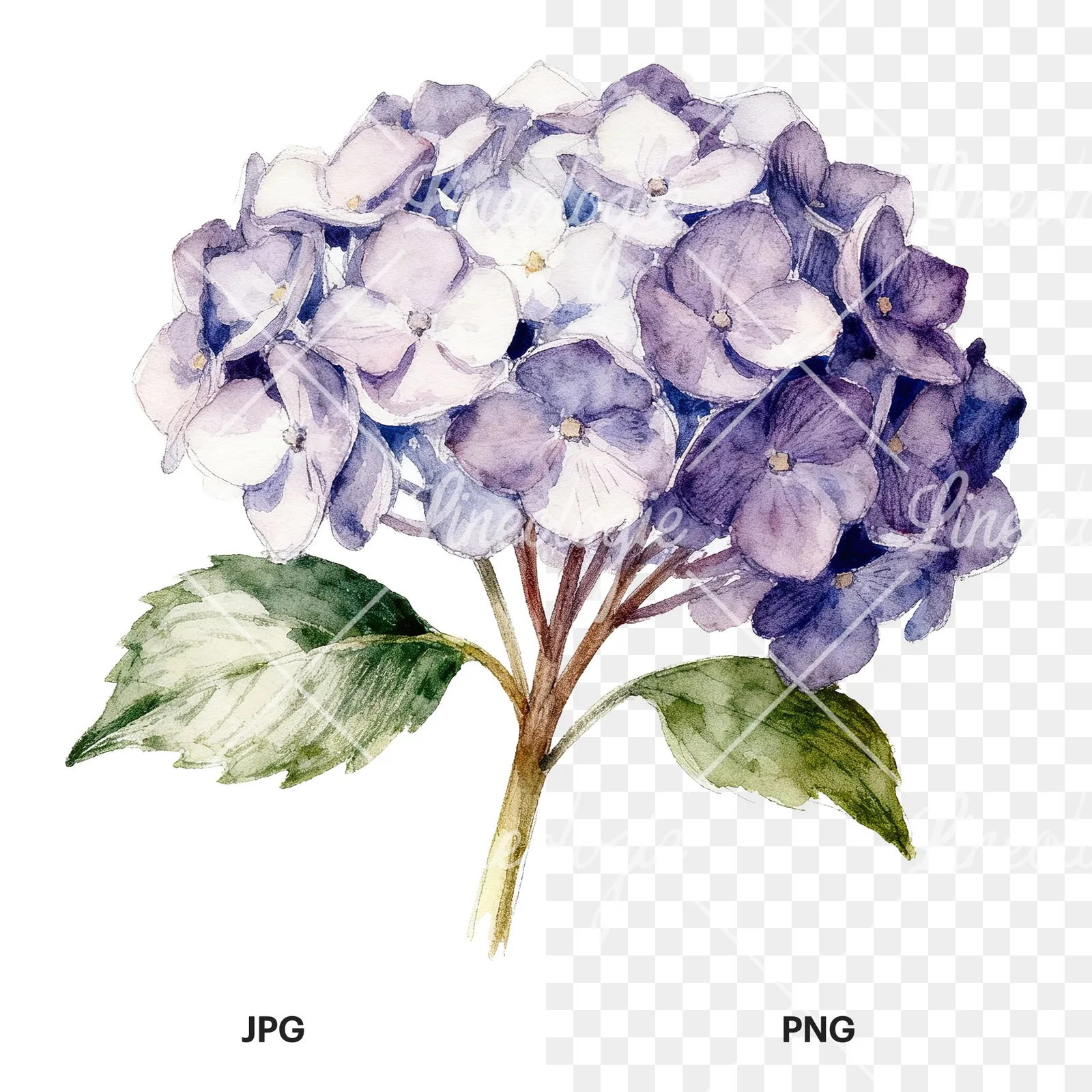 Watercolor hydrangea with leaves clipart 6 of 6, as a JPG on white and a transparent PNG