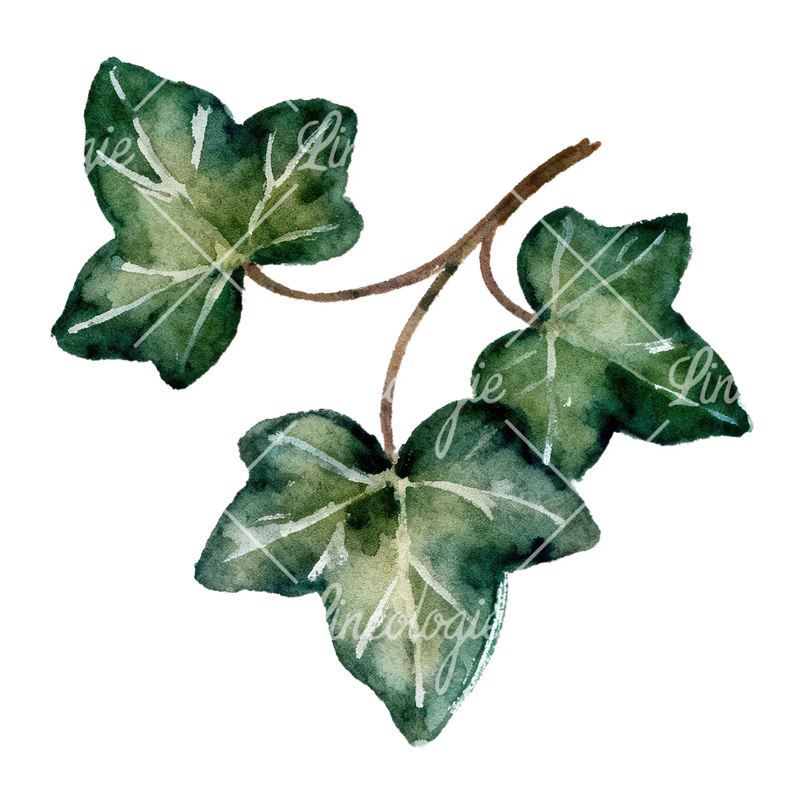 Watercolor clustered ivy branches and leaves clipart 1 of 6 on a white background (JPG)