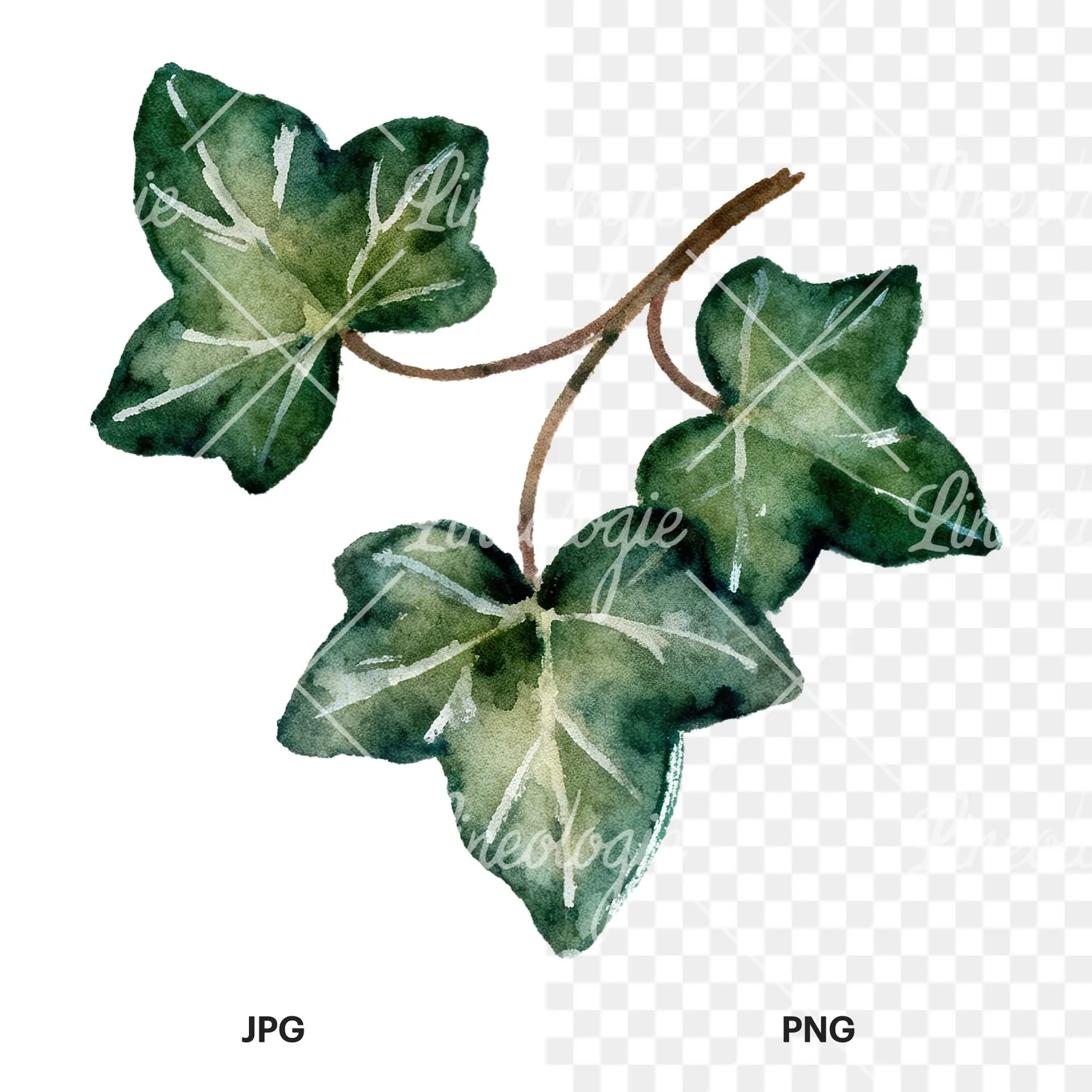 Watercolor clustered ivy branches and leaves clipart 1 of 6, as a JPG on white and a transparent PNG