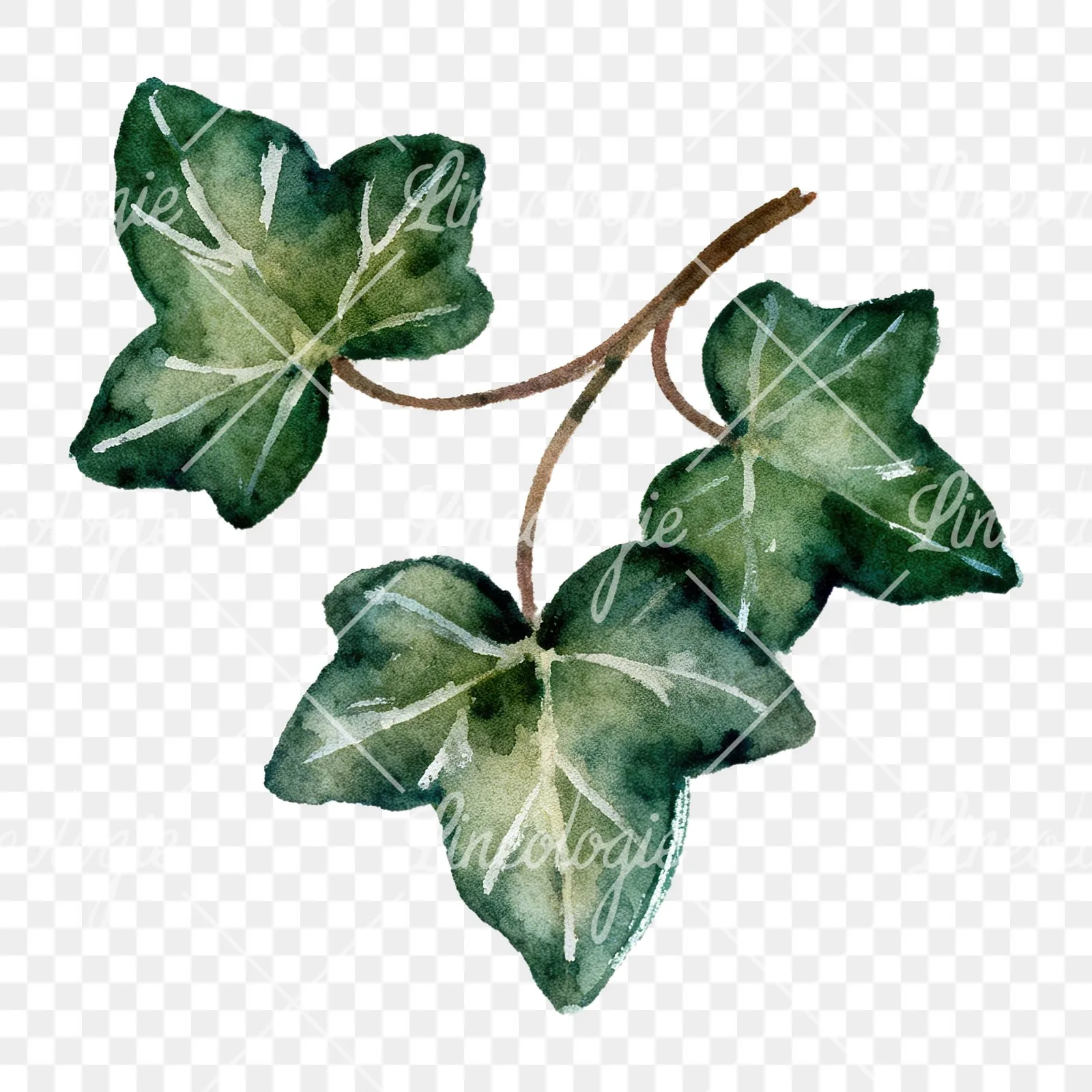 Watercolor clustered ivy branches and leaves clipart 1 of 6 on a transparent background (PNG)