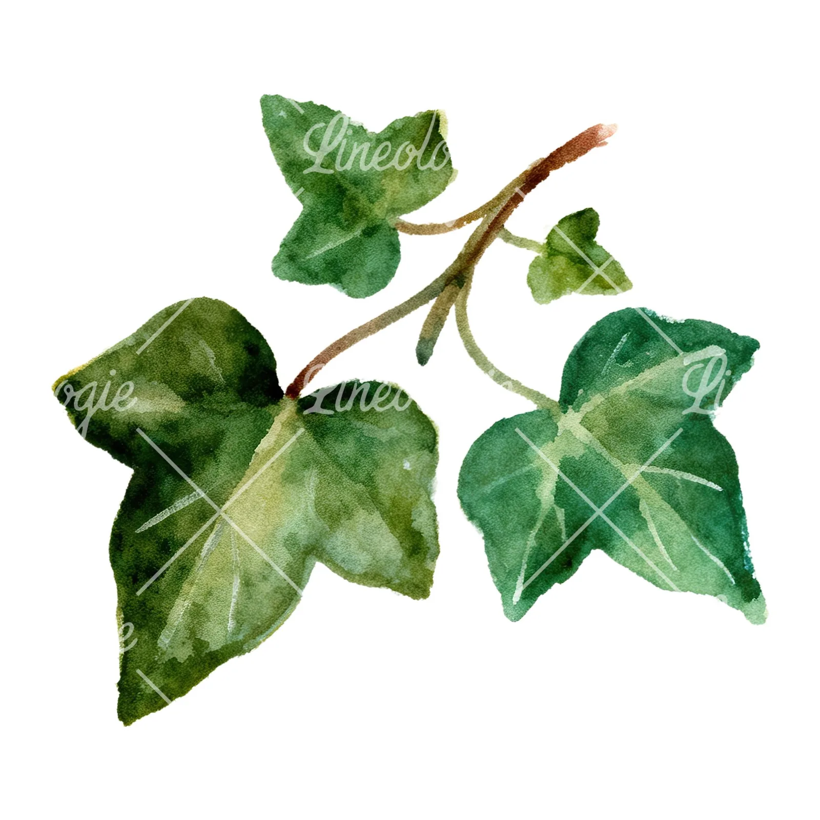 Watercolor clustered ivy branches and leaves clipart 2 of 6 on a white background (JPG)