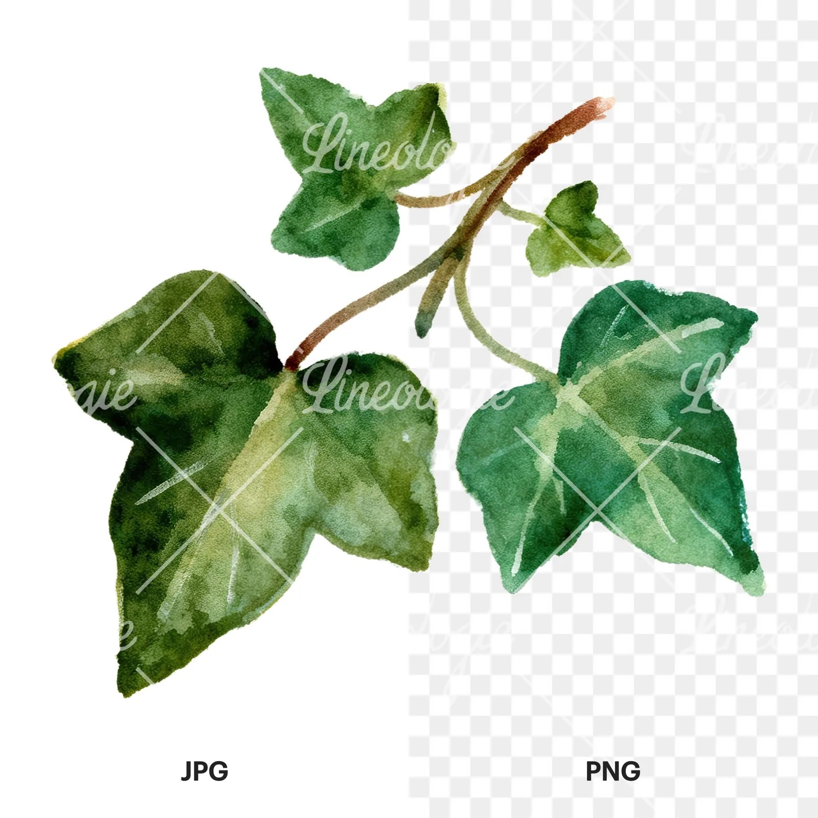 Watercolor clustered ivy branches and leaves clipart 2 of 6, as a JPG on white and a transparent PNG