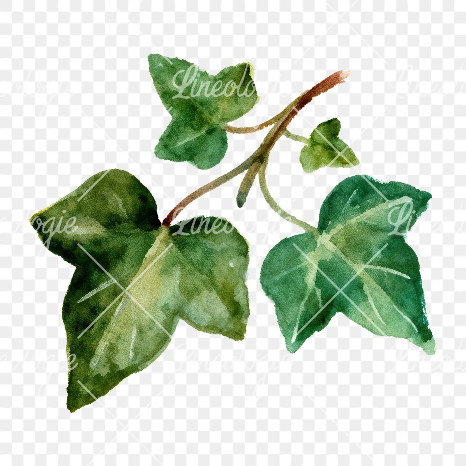 Watercolor clustered ivy branches and leaves clipart 2 of 6 on a transparent background (PNG)