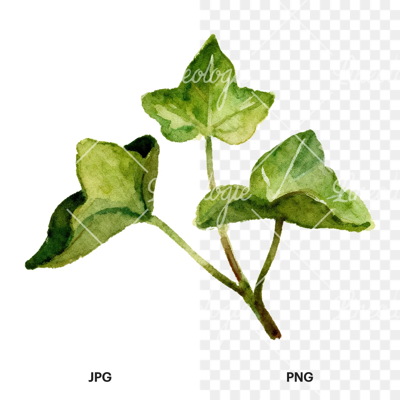 Watercolor clustered ivy branches and leaves clipart 3 of 6, as a JPG on white and a transparent PNG