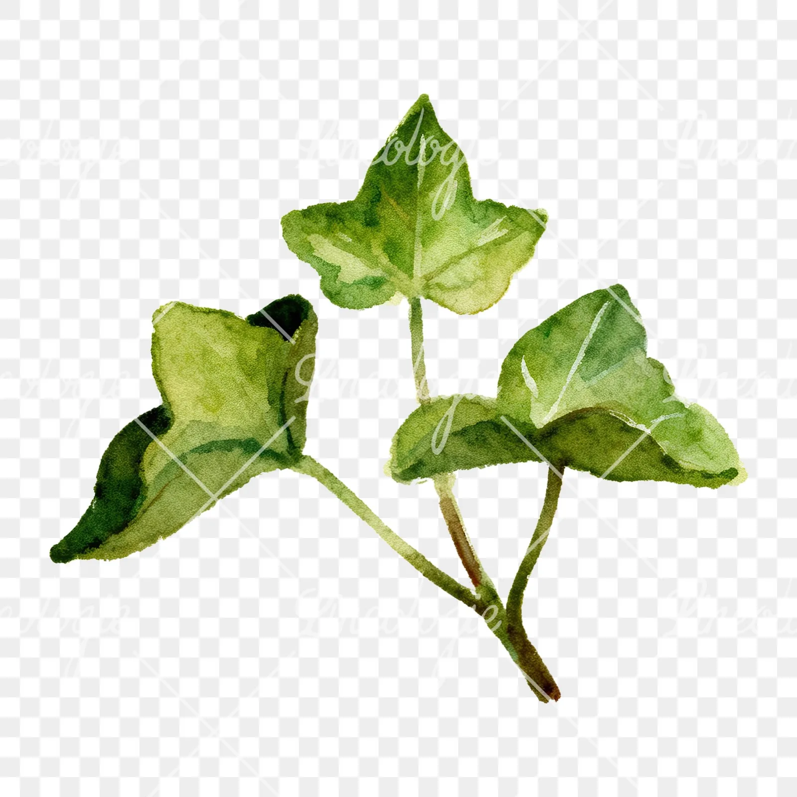 Watercolor clustered ivy branches and leaves clipart 3 of 6 on a transparent background (PNG)