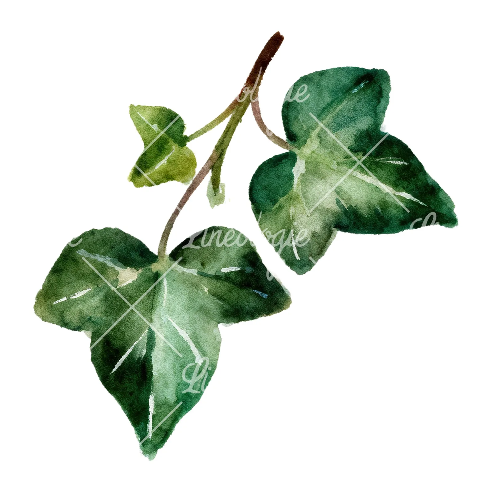 Watercolor clustered ivy branches and leaves clipart 4 of 6 on a white background (JPG)