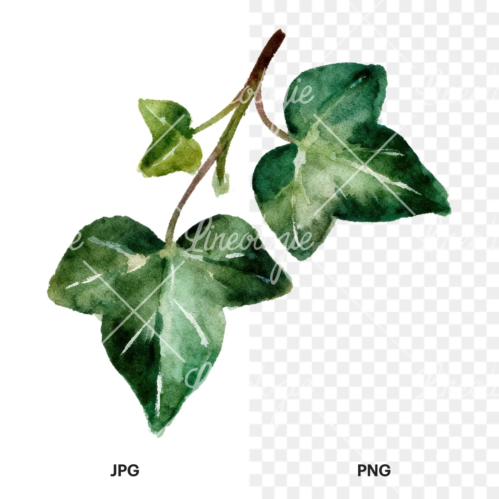 Watercolor clustered ivy branches and leaves clipart 4 of 6, as a JPG on white and a transparent PNG
