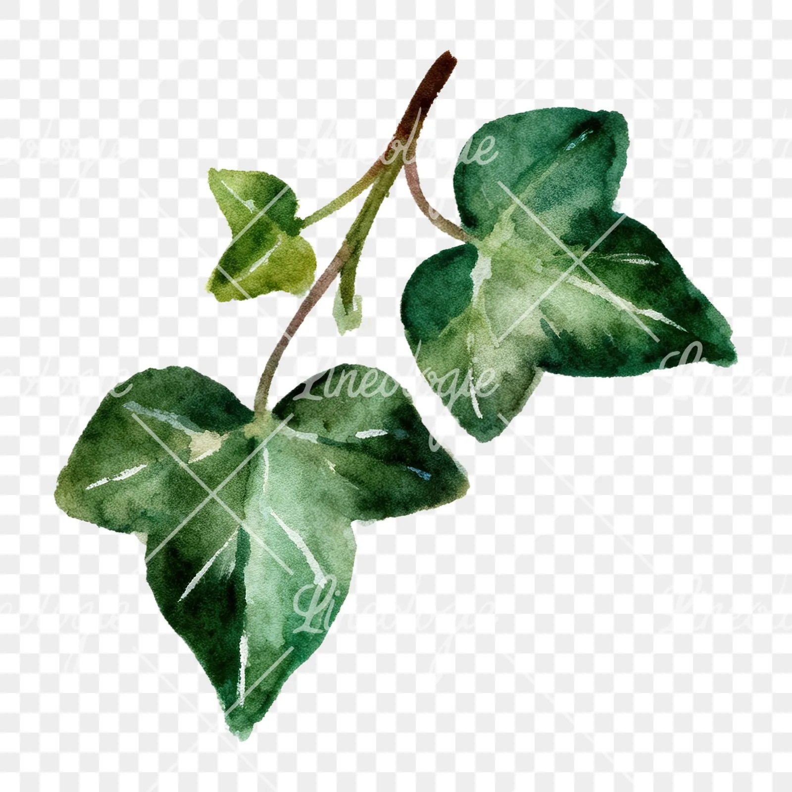 Watercolor clustered ivy branches and leaves clipart 4 of 6 on a transparent background (PNG)