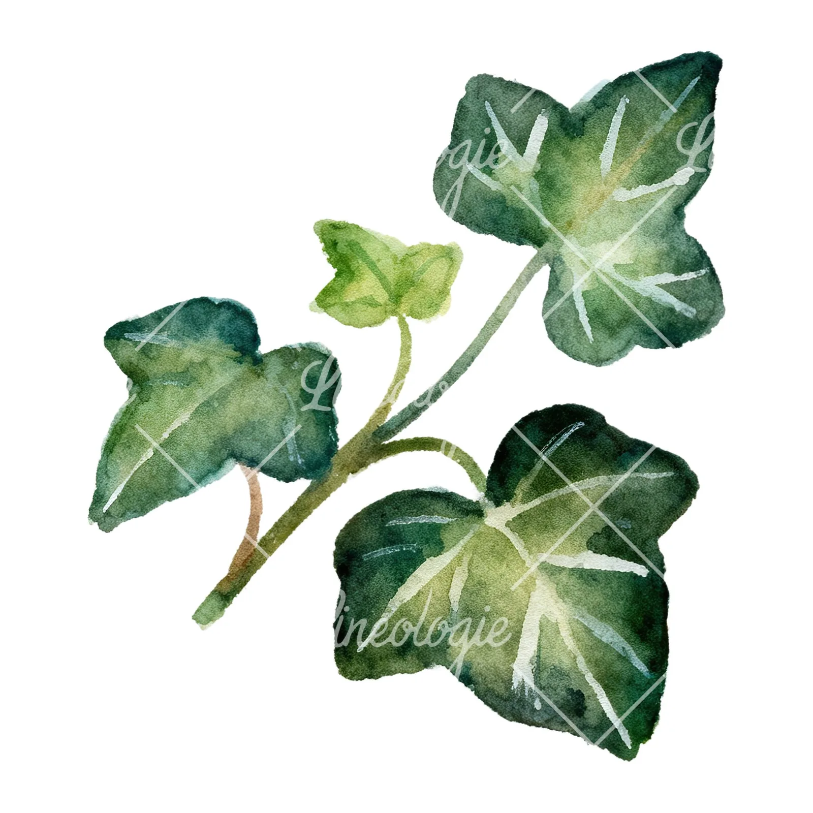 Watercolor clustered ivy branches and leaves clipart 5 of 6 on a white background (JPG)