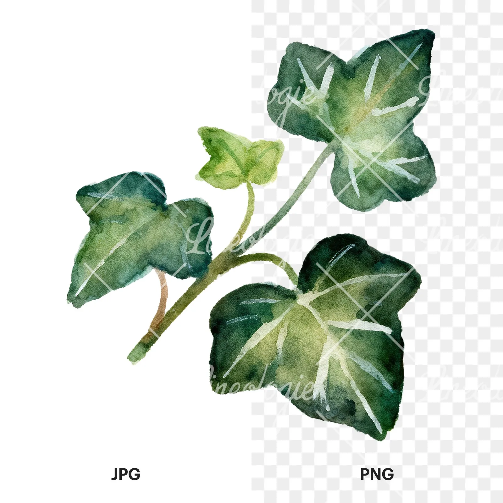 Watercolor clustered ivy branches and leaves clipart 5 of 6, as a JPG on white and a transparent PNG