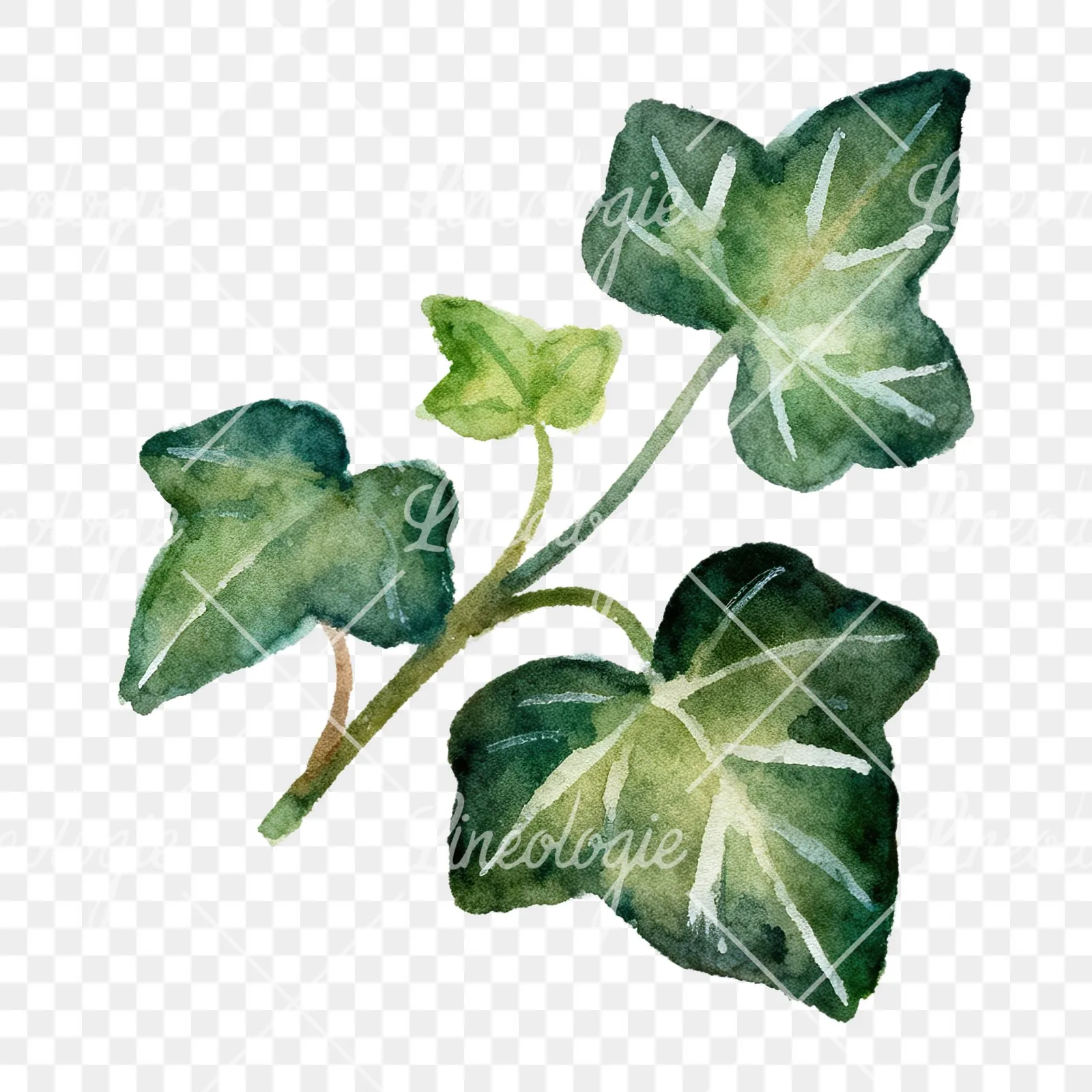Watercolor clustered ivy branches and leaves clipart 5 of 6 on a transparent background (PNG)