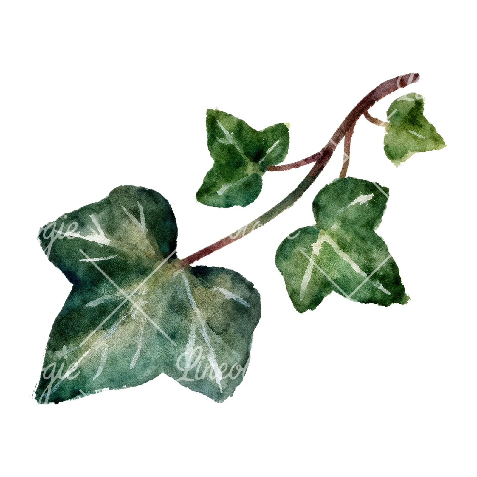 Watercolor clustered ivy branches and leaves clipart 6 of 6 on a white background (JPG)