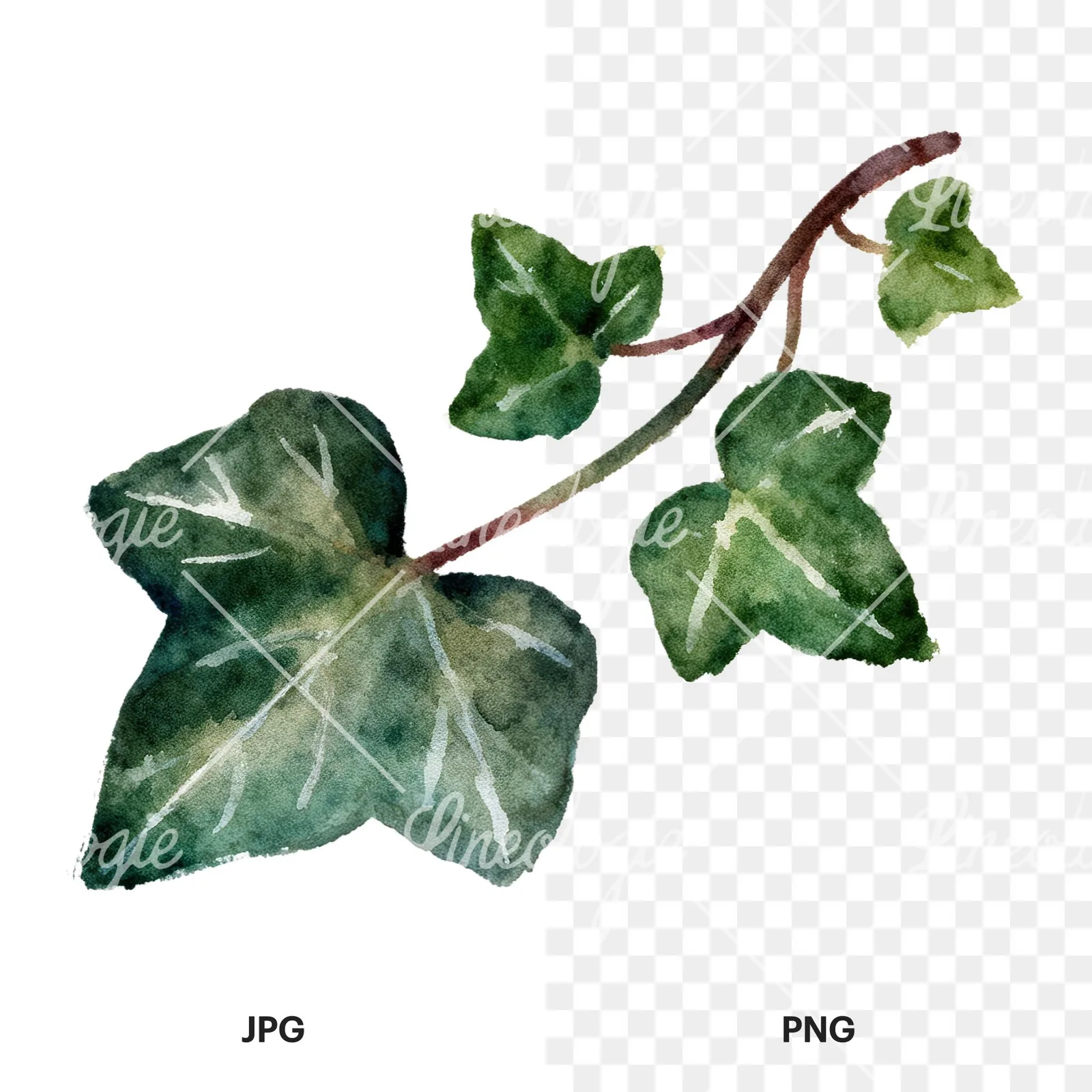 Watercolor clustered ivy branches and leaves clipart 6 of 6, as a JPG on white and a transparent PNG