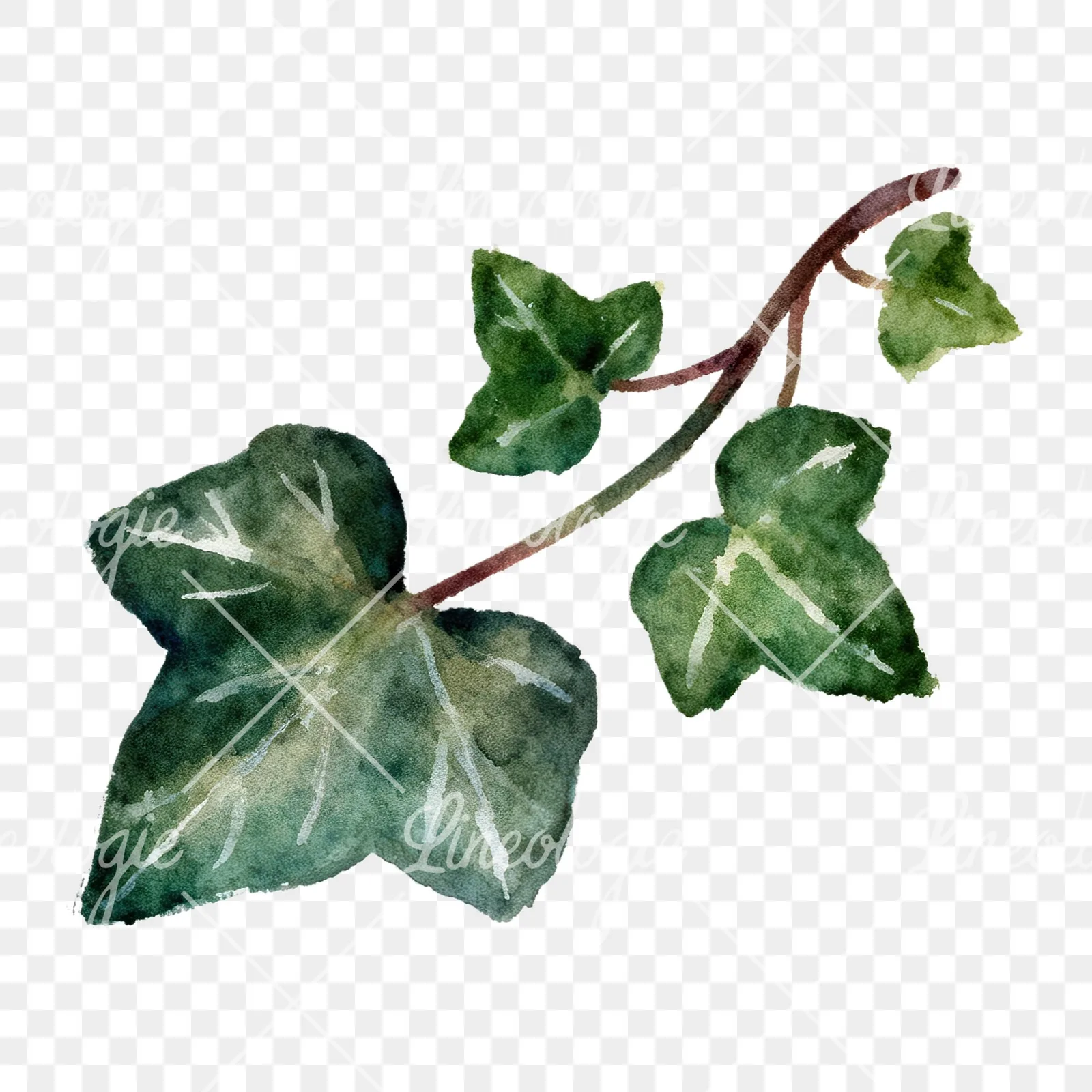 Watercolor clustered ivy branches and leaves clipart 6 of 6 on a transparent background (PNG)