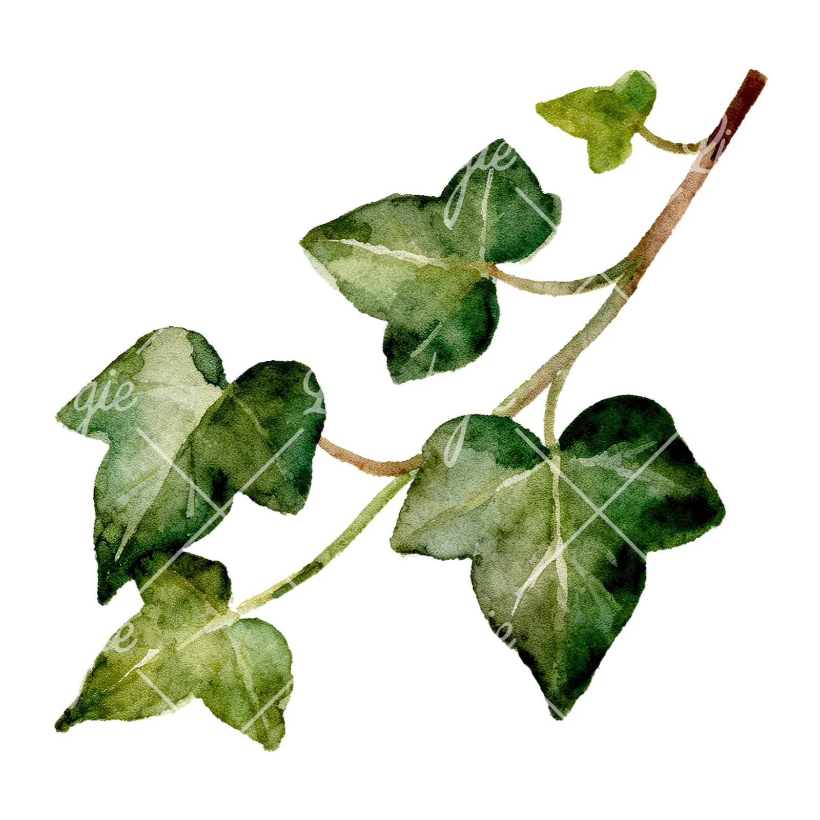 Watercolor ivy branch clipart 1 of 6 on a white background (JPG)