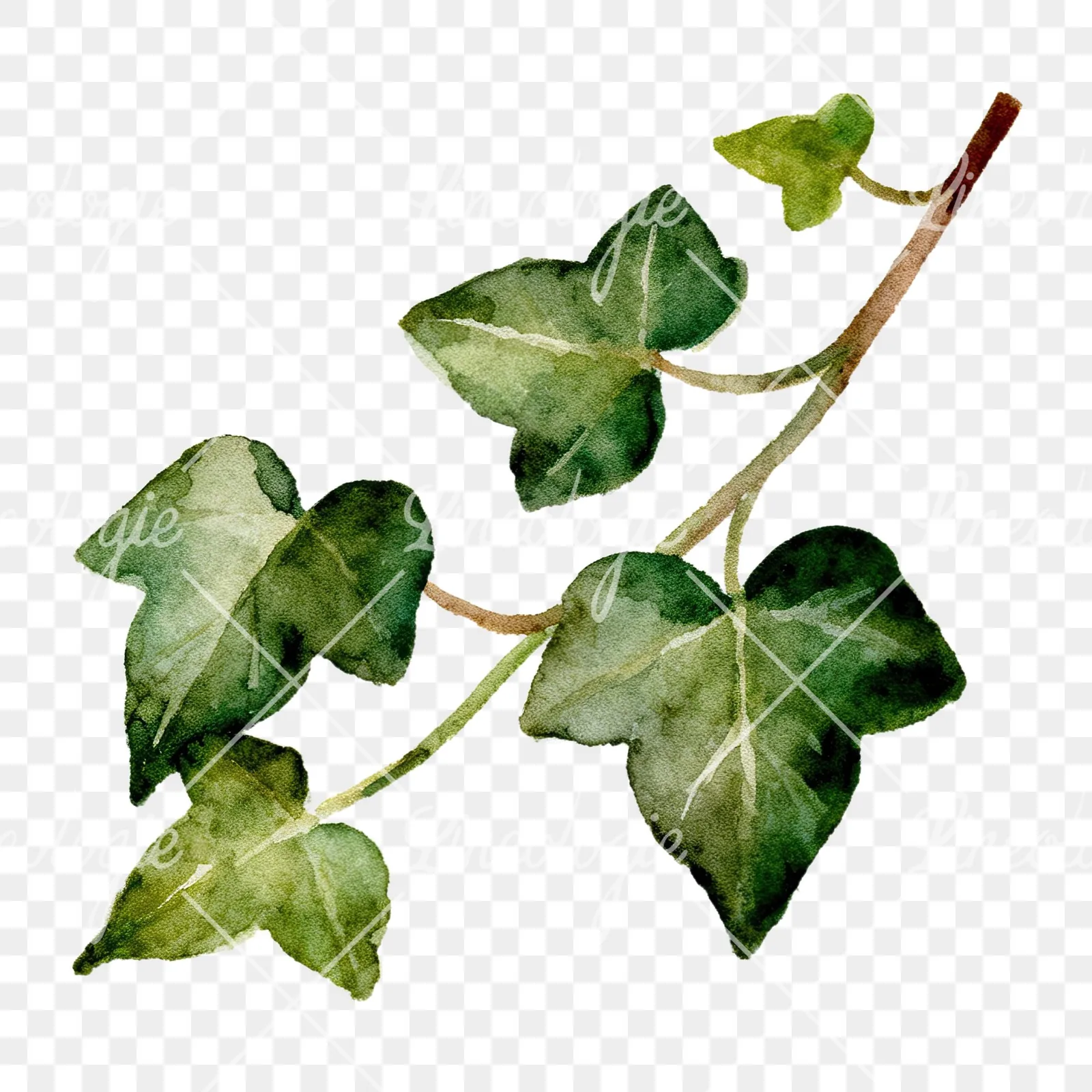 Watercolor ivy branch clipart 1 of 6 on a transparent background (PNG)