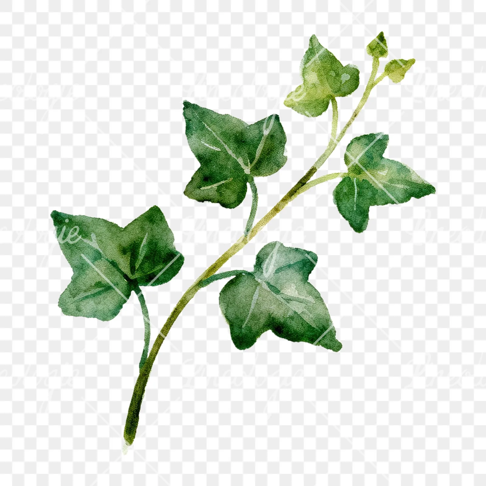 Watercolor ivy branch clipart 2 of 6 on a transparent background (PNG)