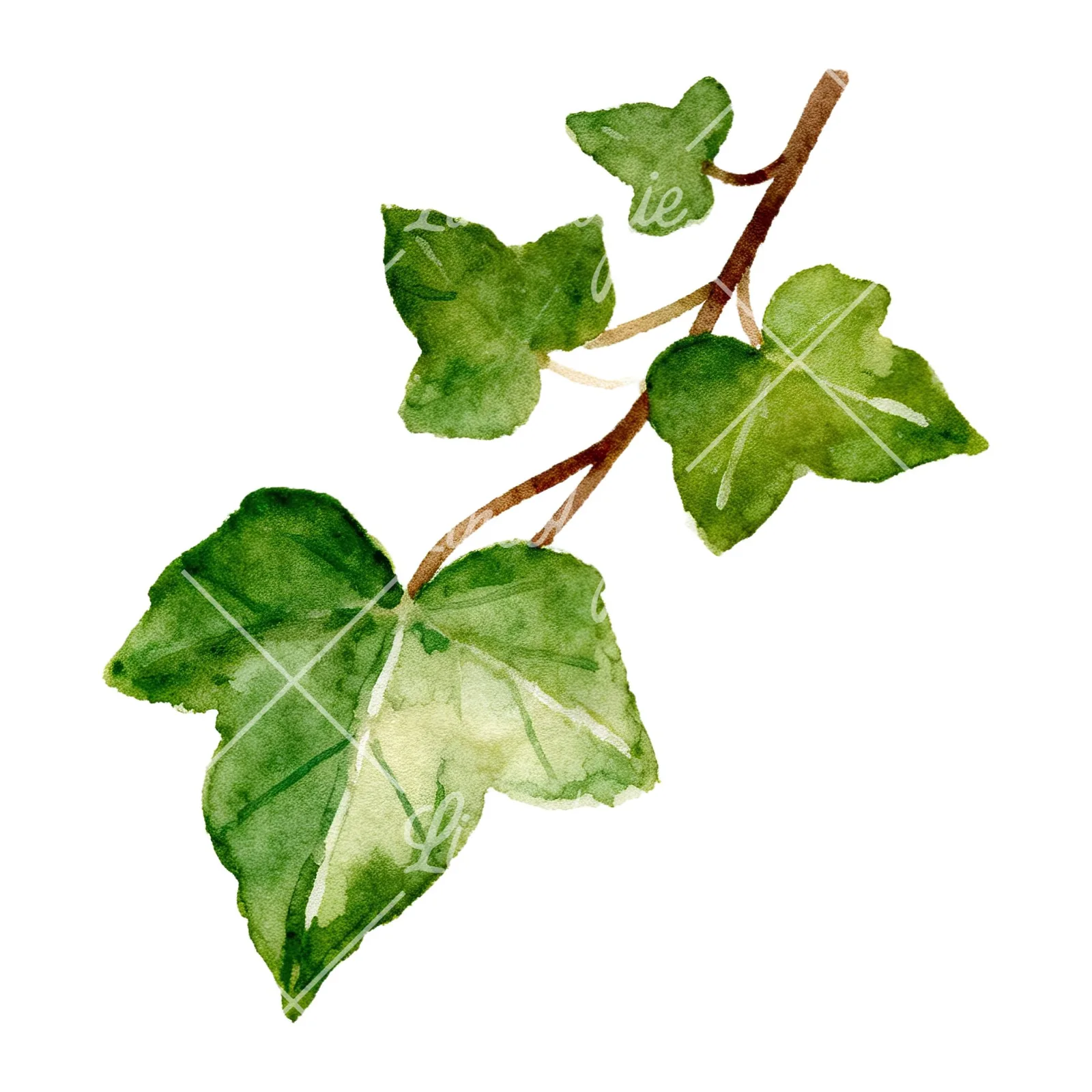 Watercolor ivy branch clipart 3 of 6 on a white background (JPG)