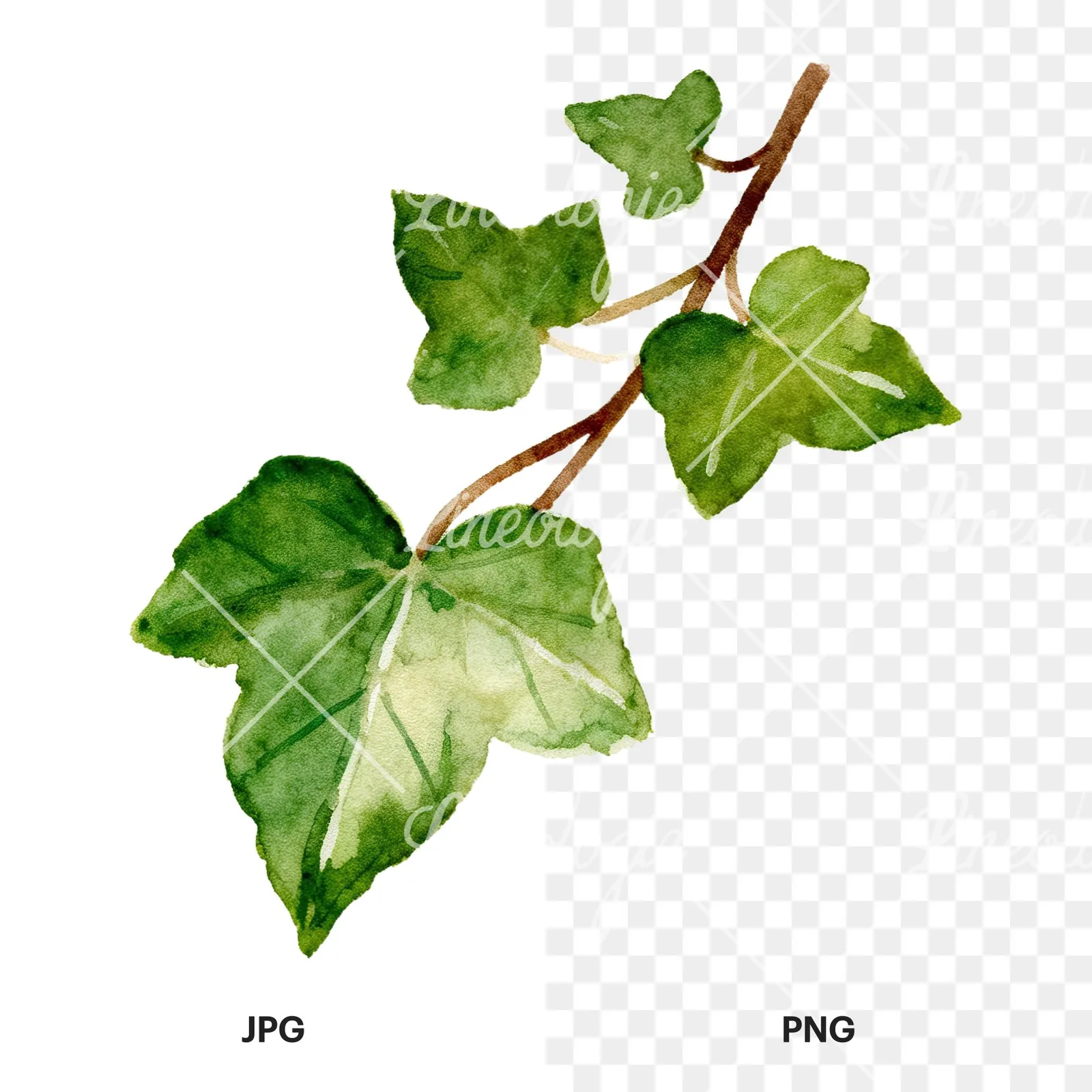 Watercolor ivy branch clipart 3 of 6, as a JPG on white and a transparent PNG