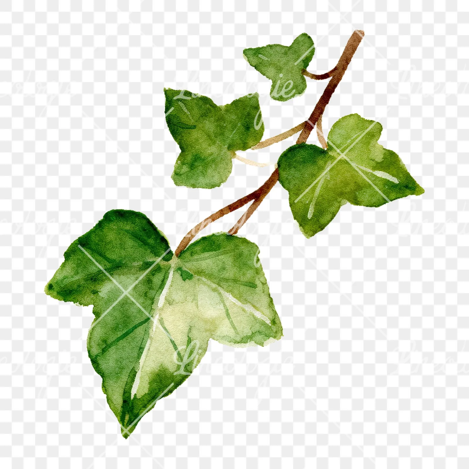 Watercolor ivy branch clipart 3 of 6 on a transparent background (PNG)