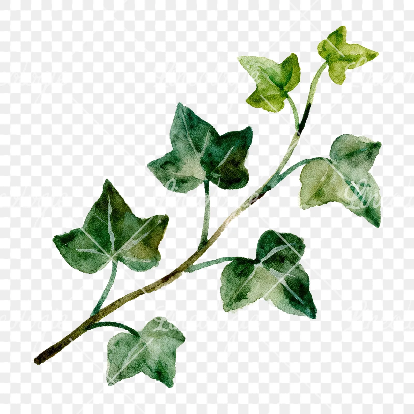 Watercolor ivy branch clipart 4 of 6 on a transparent background (PNG)