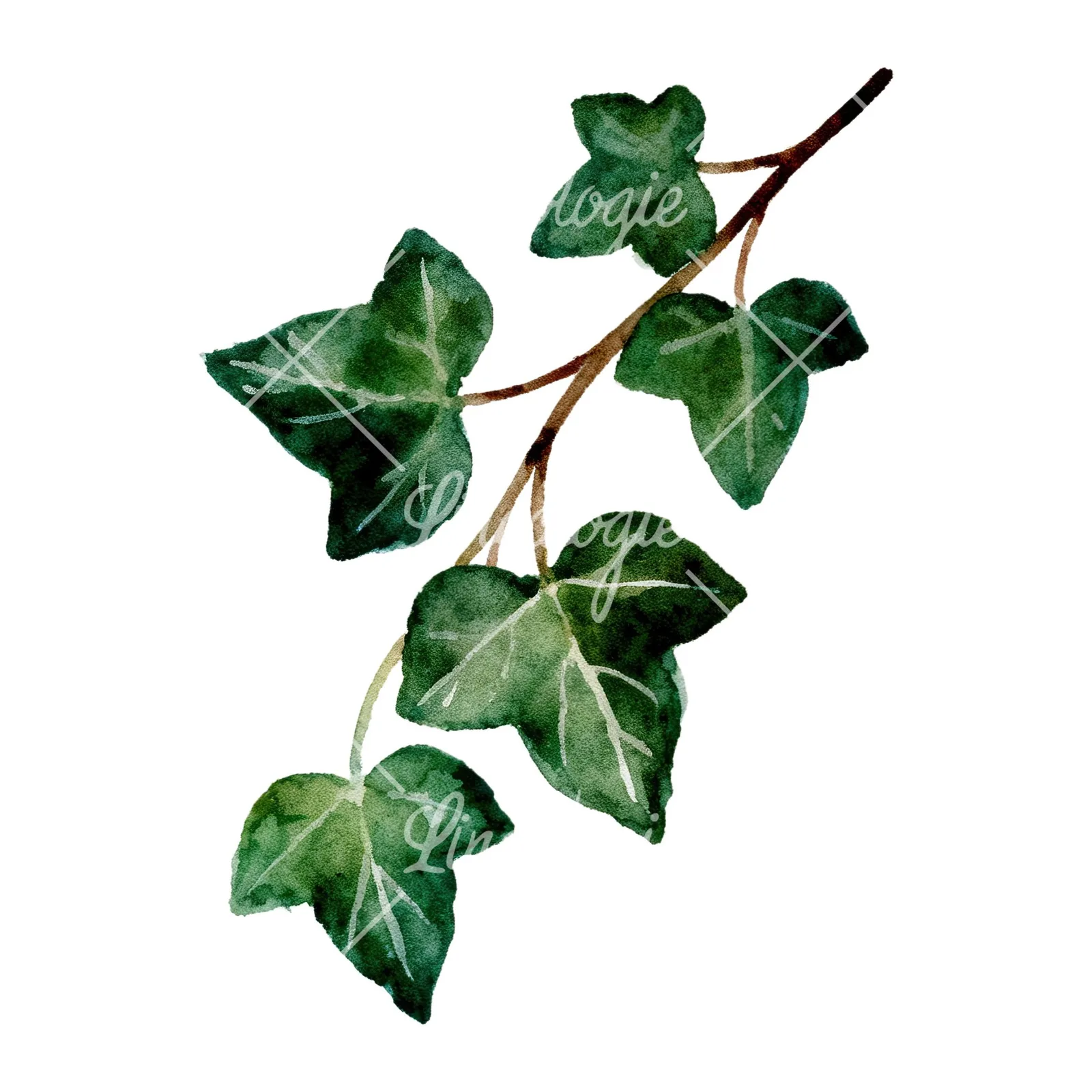 Watercolor ivy branch clipart 5 of 6 on a white background (JPG)