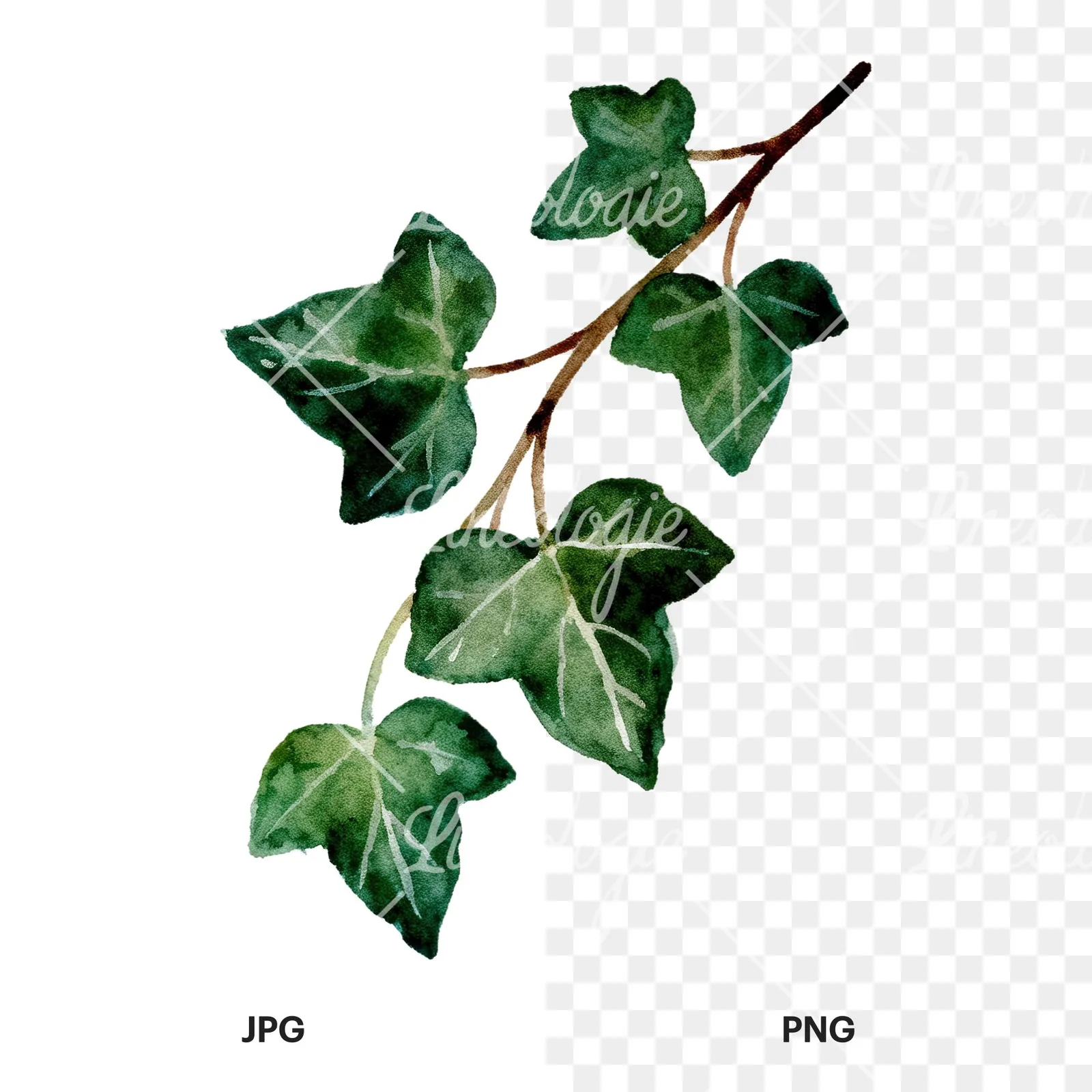 Watercolor ivy branch clipart 5 of 6, as a JPG on white and a transparent PNG